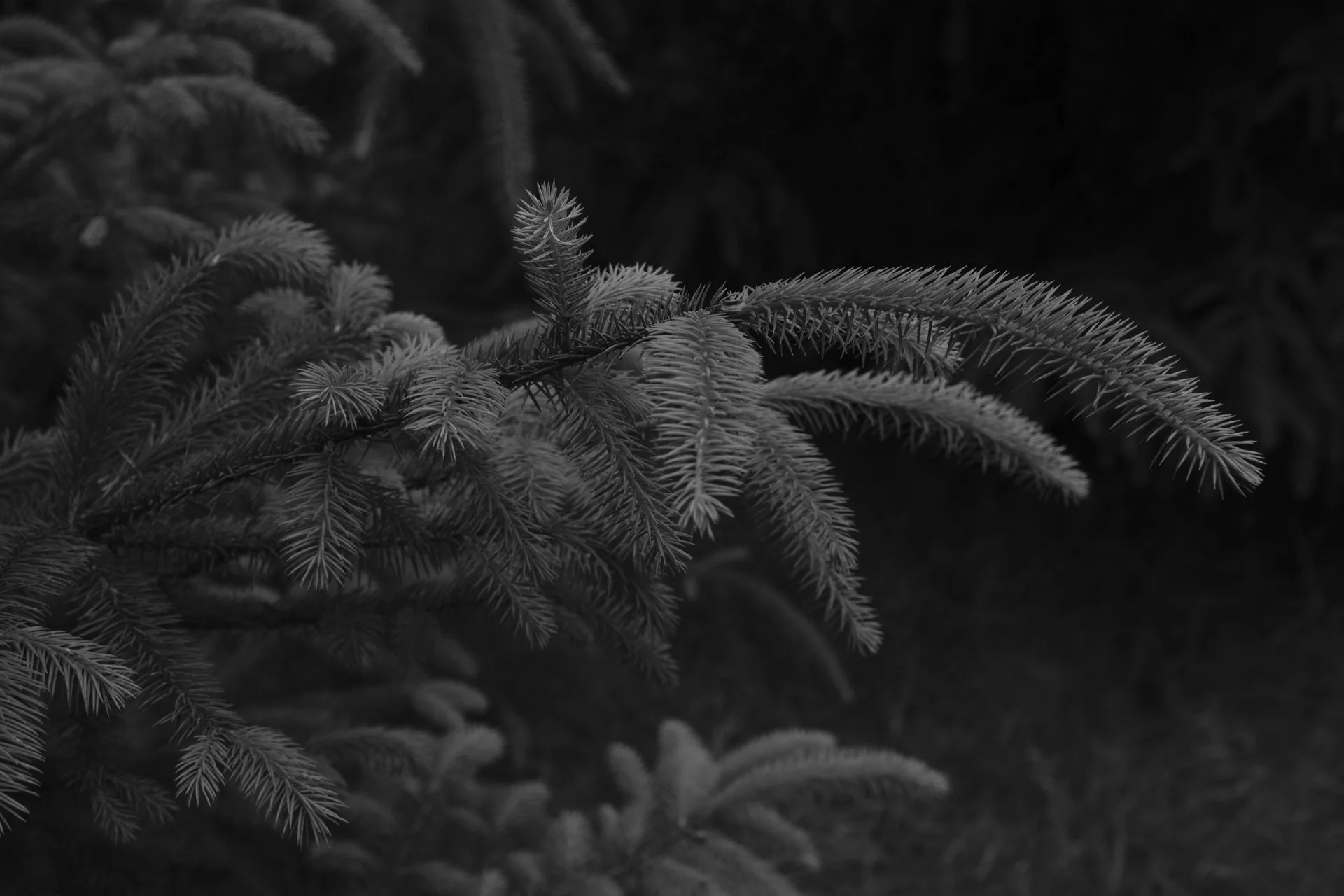 Close-up of a dark-toned, monochrome fir tree branch with dense, soft needles. The atmosphere is tranquil and mysterious against a shadowy background.