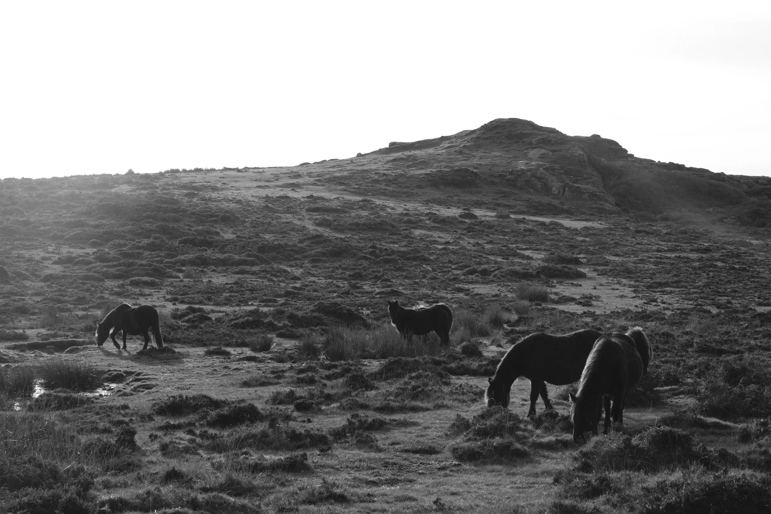Black and white photo of four horses grazing on a hilly landscape with a mountain in the background.