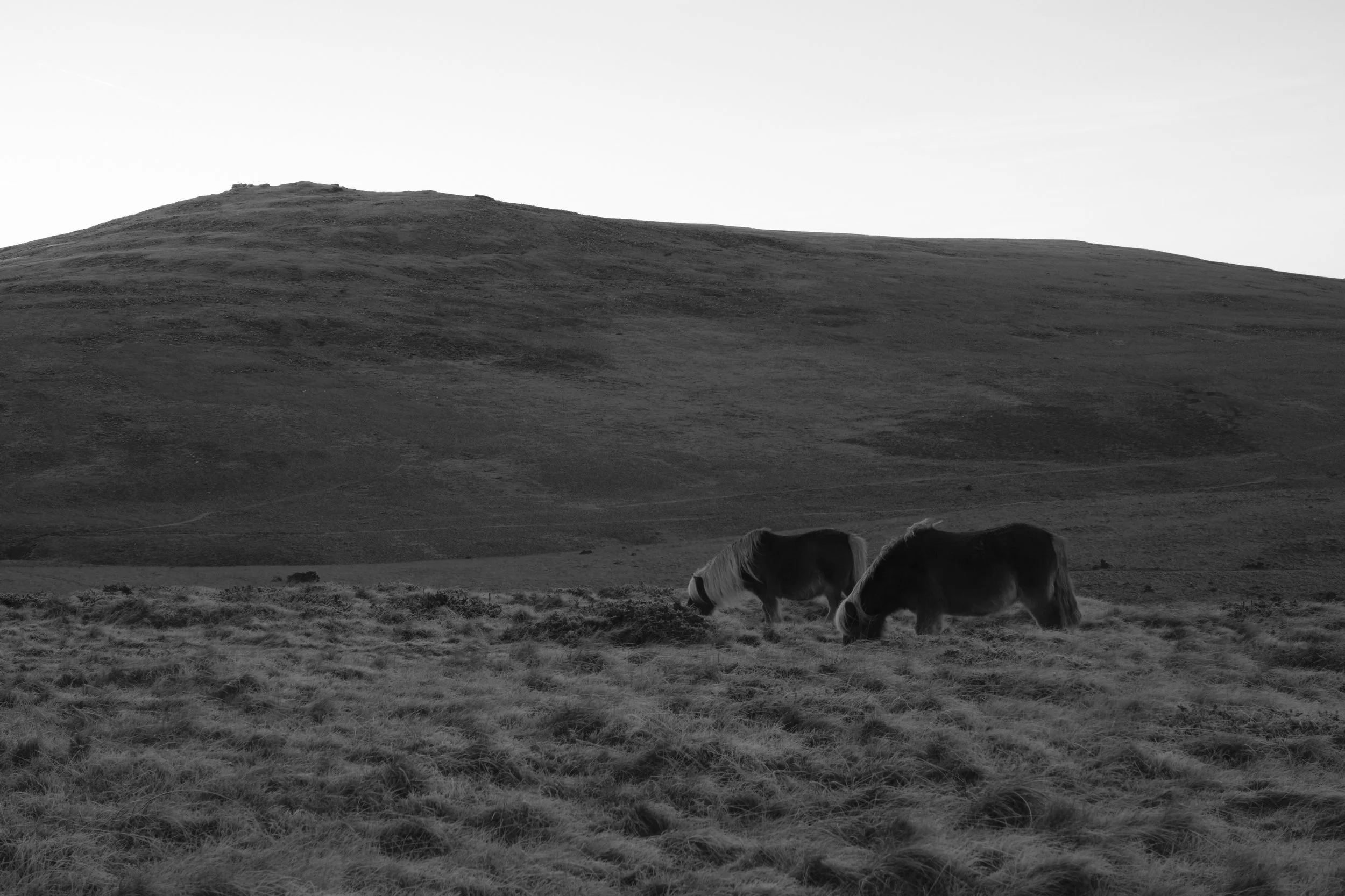 Ponies grazing in the foreground of a huge mountain.