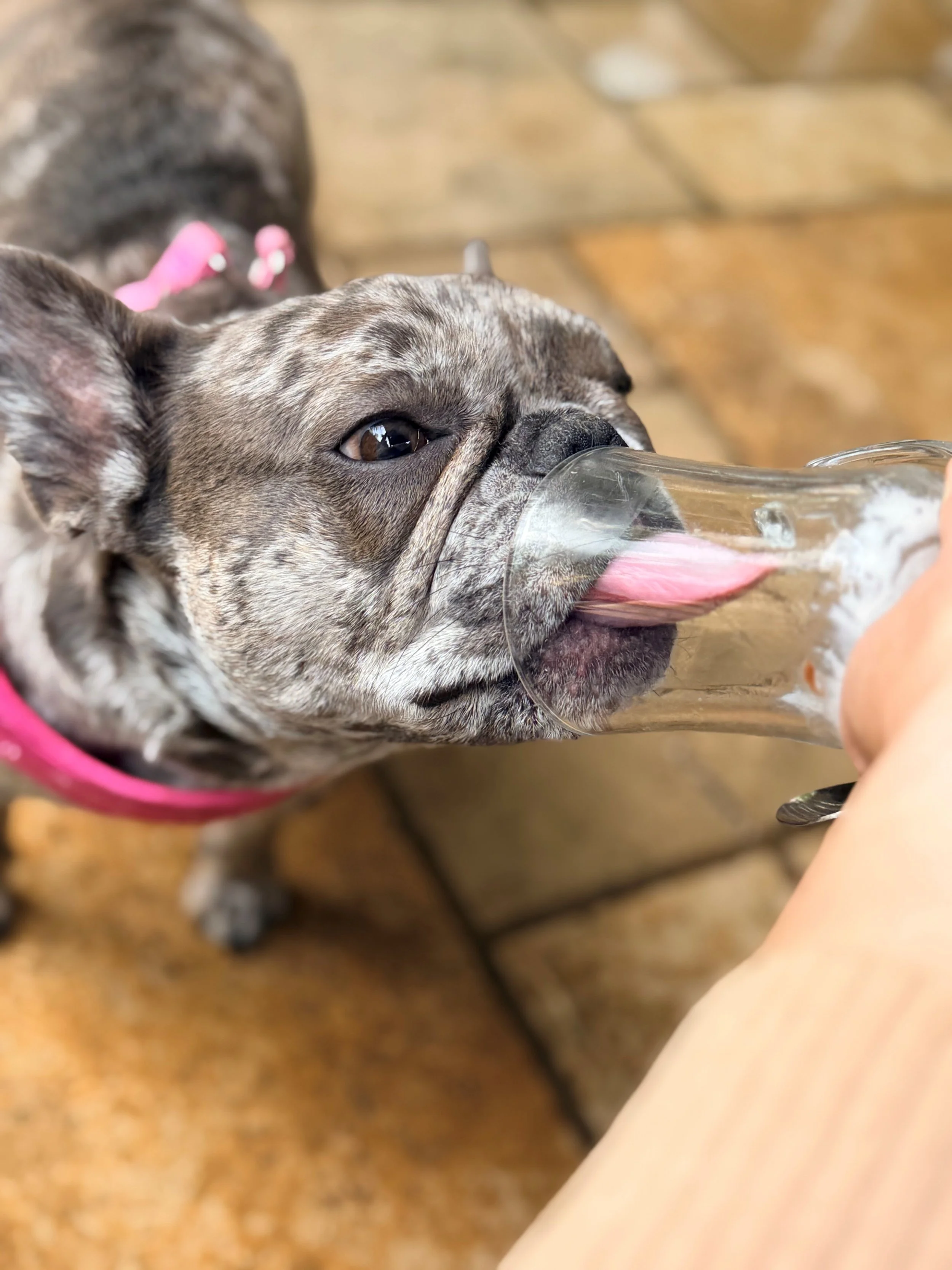 Frenchie.jpg
