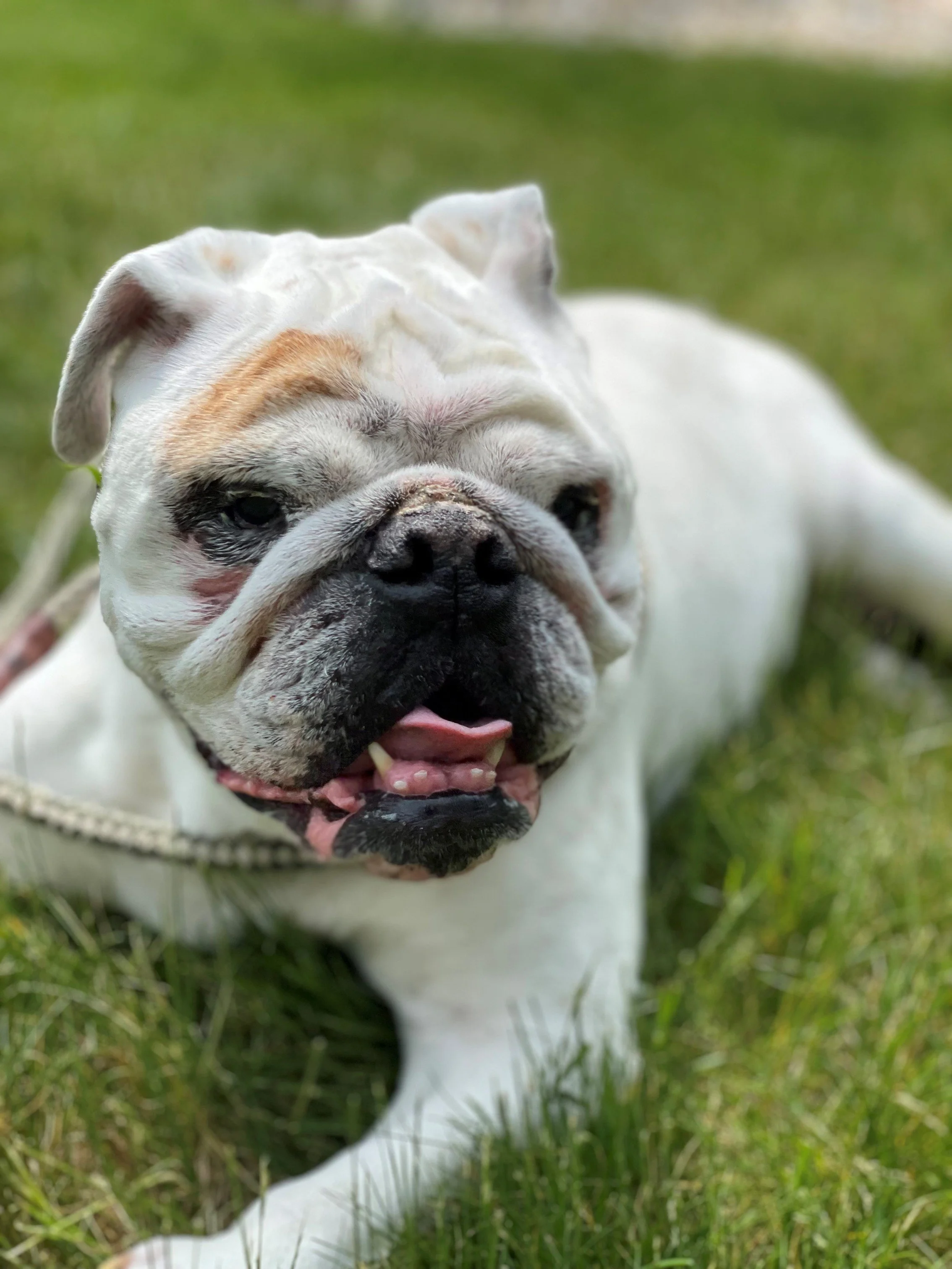 English Bulldog.jpg