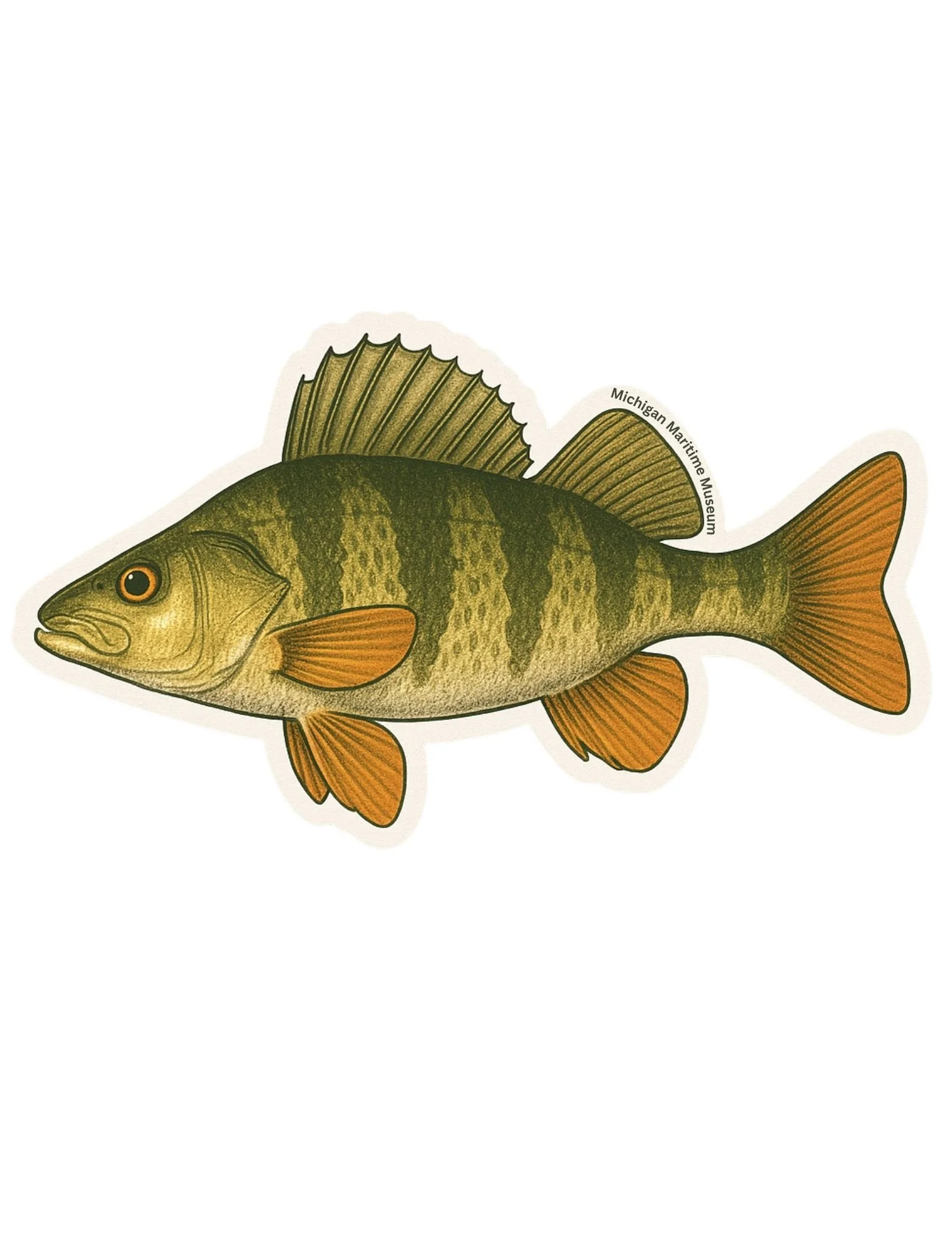 Yellow Perch Sticker — Michigan Maritime Museum Store