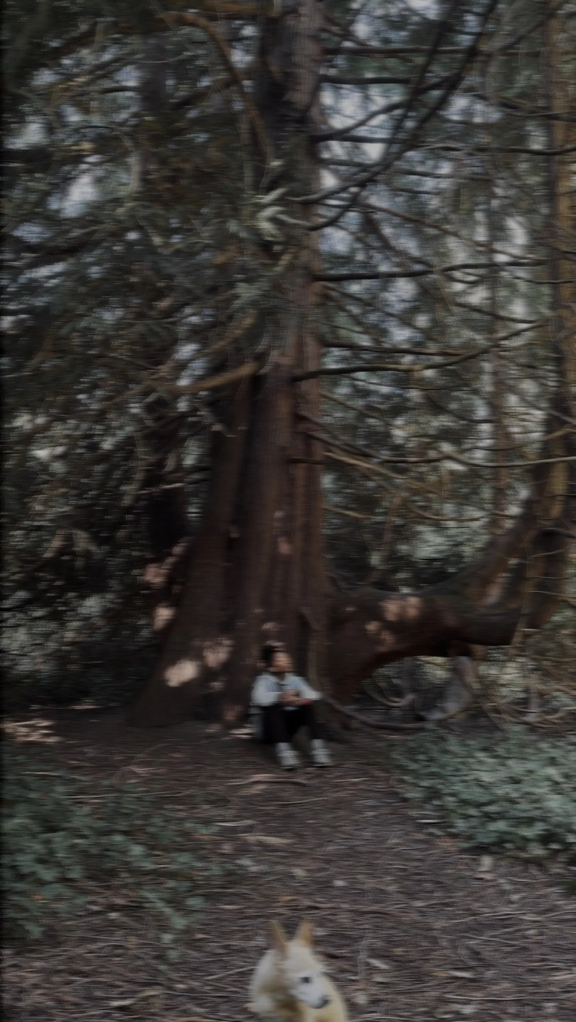 Bethany Anderson of Bethany Heals an energy healer sitting underneath a tree