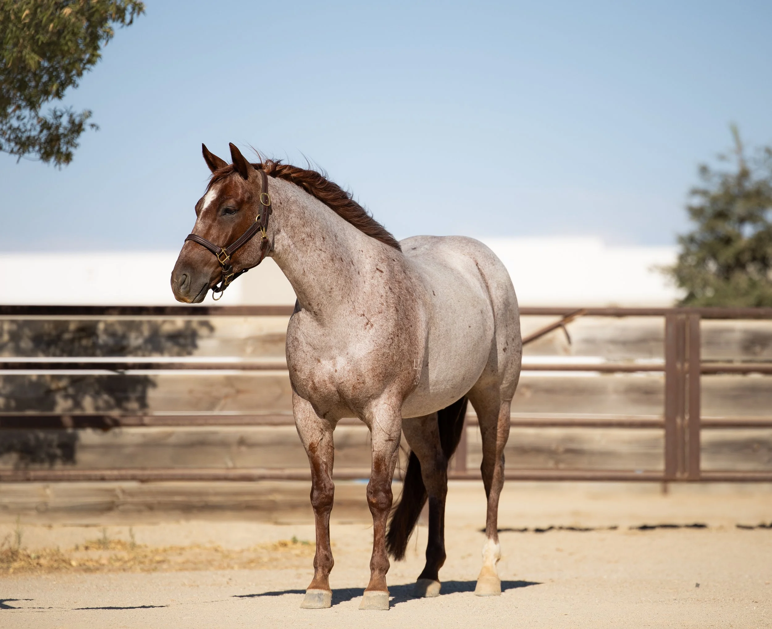 Gray horse with a dark mane standing in a sandy paddock with a wooden fence and trees in the background under a partly cloudy sky.