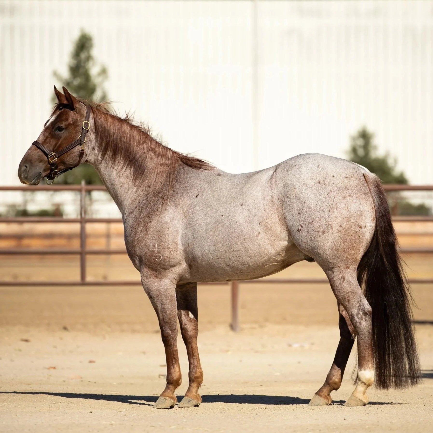 Bet Smart Cat head horse for sale, ranch and arena, Paso Robles, CA