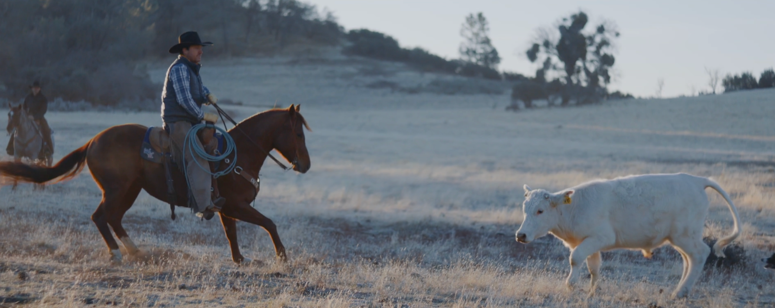 One Fine Gyrl all-around ranch horse from Quentin Hall Horses, cutting a cow at pasture. Team roping and ranch rodeo horse, available at 2026 Art of the Cowgirl sale.