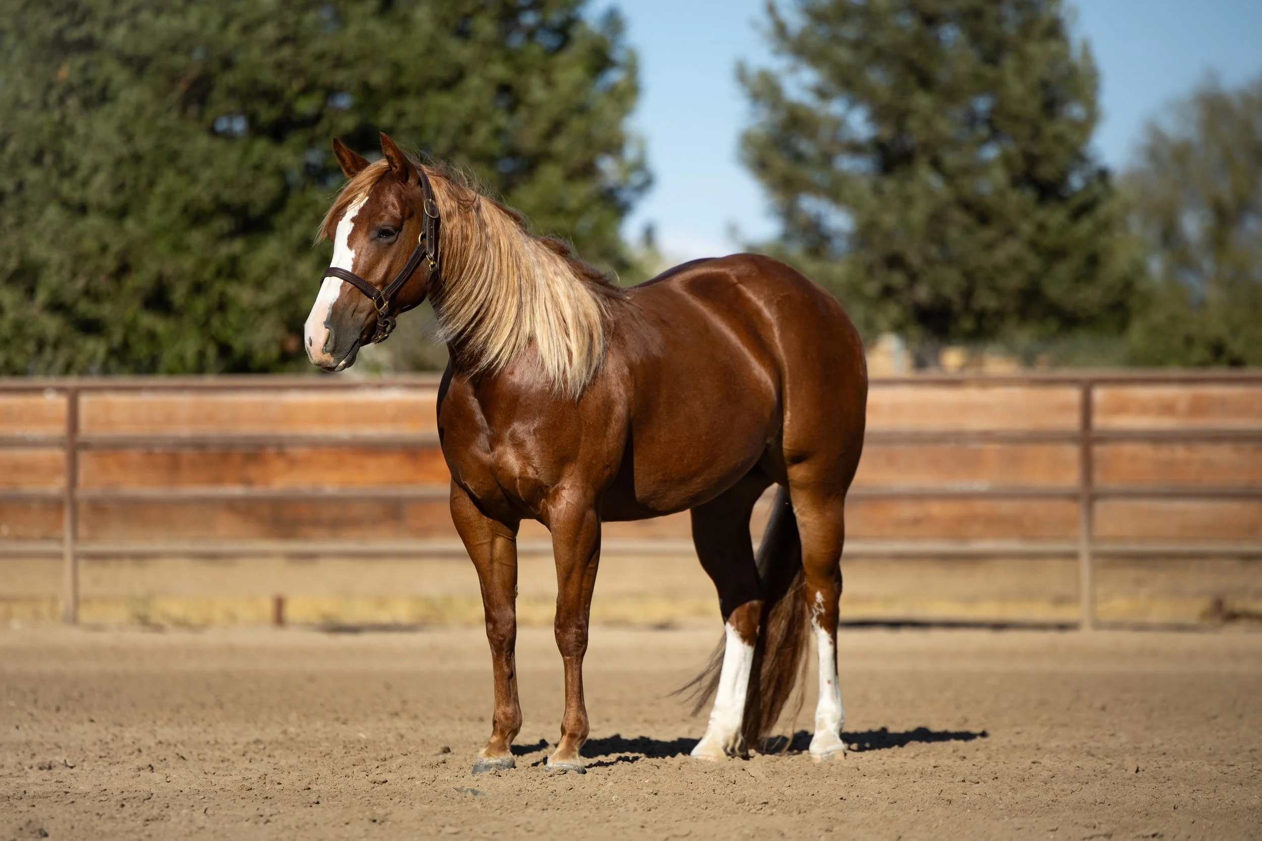 A brown horse with a blonde mane standing on a dirt arena, fenced with wood, with trees and blue sky in the background.