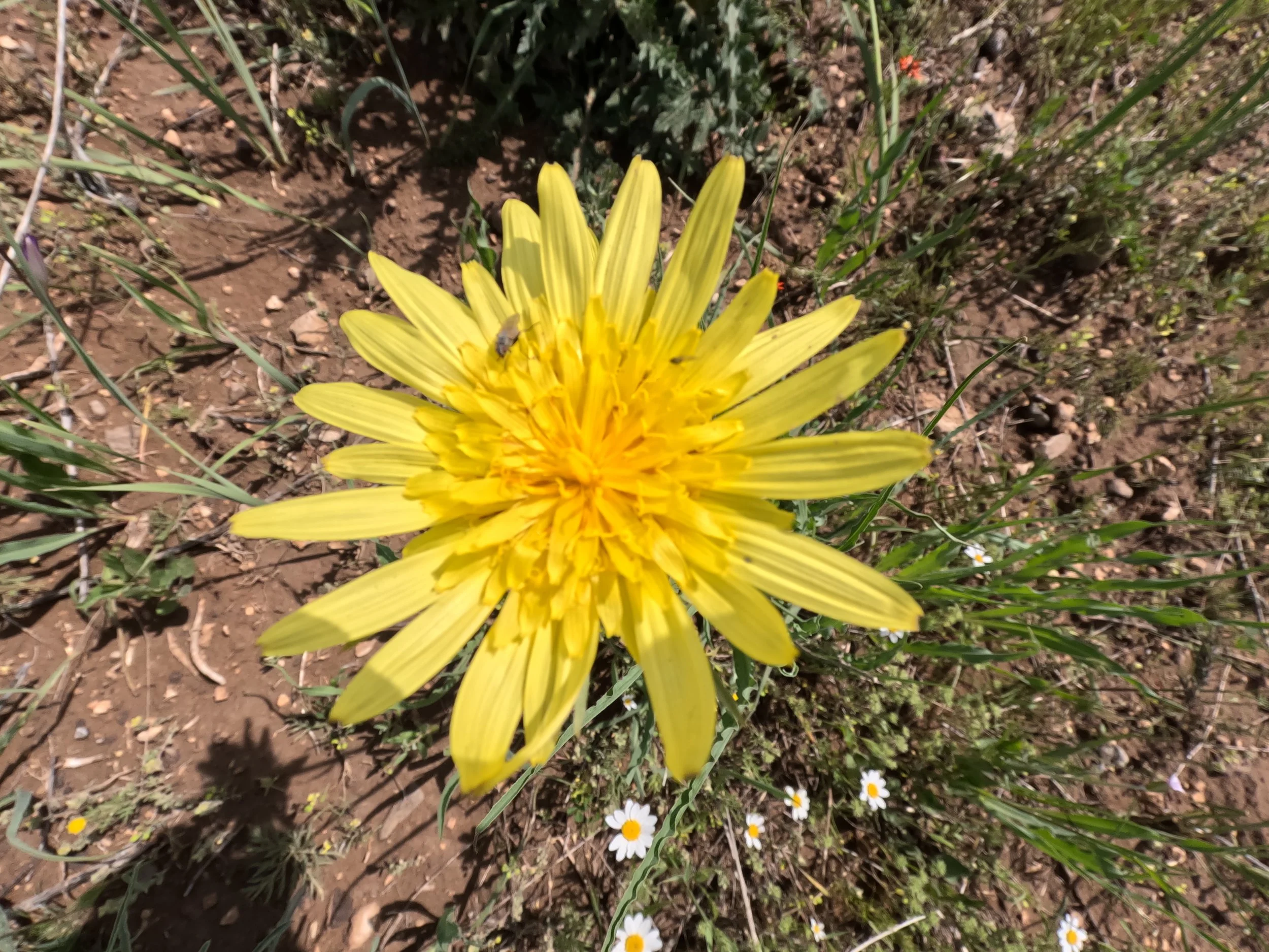 Pick a Flower