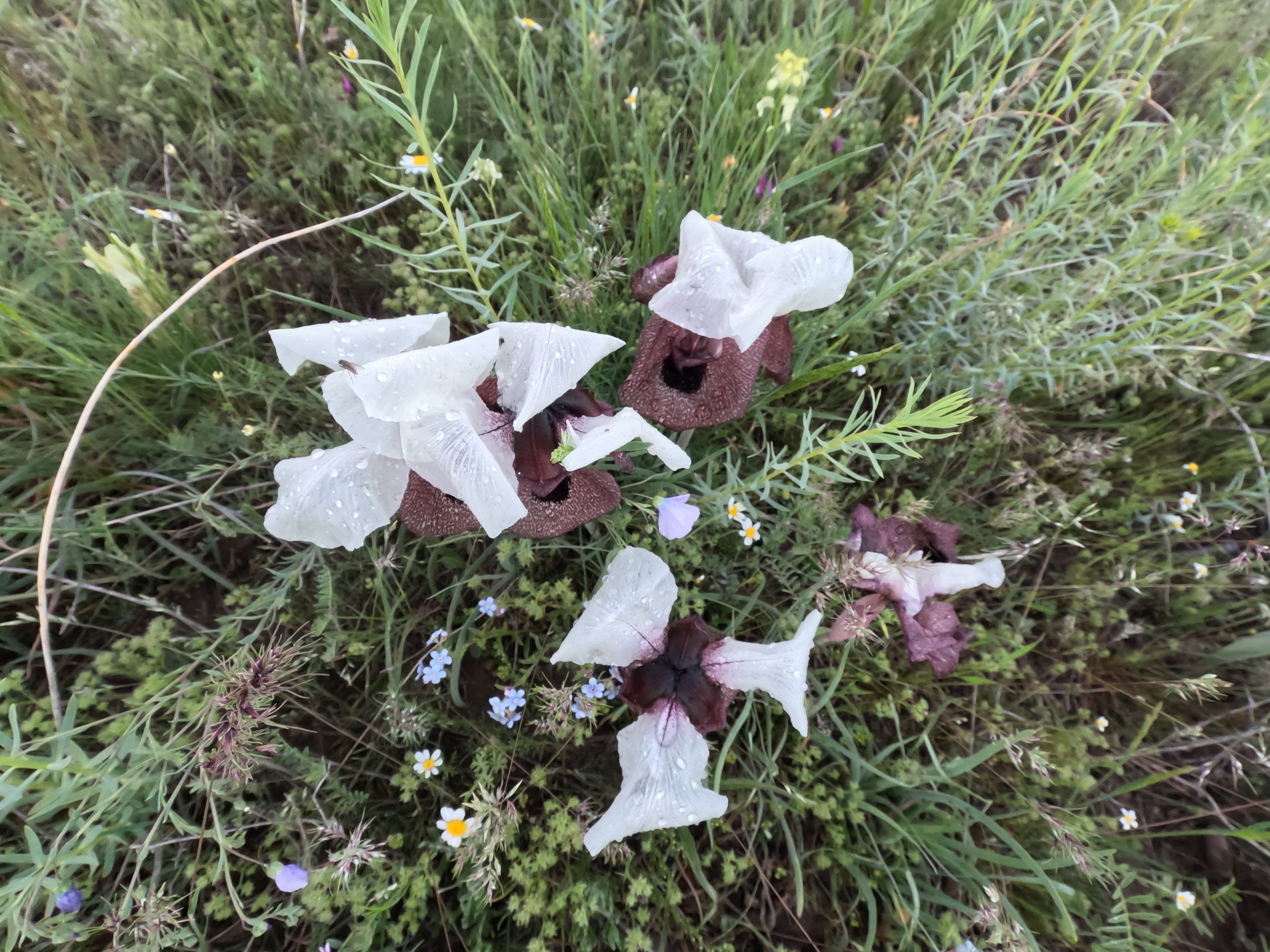 Pick a Flower
