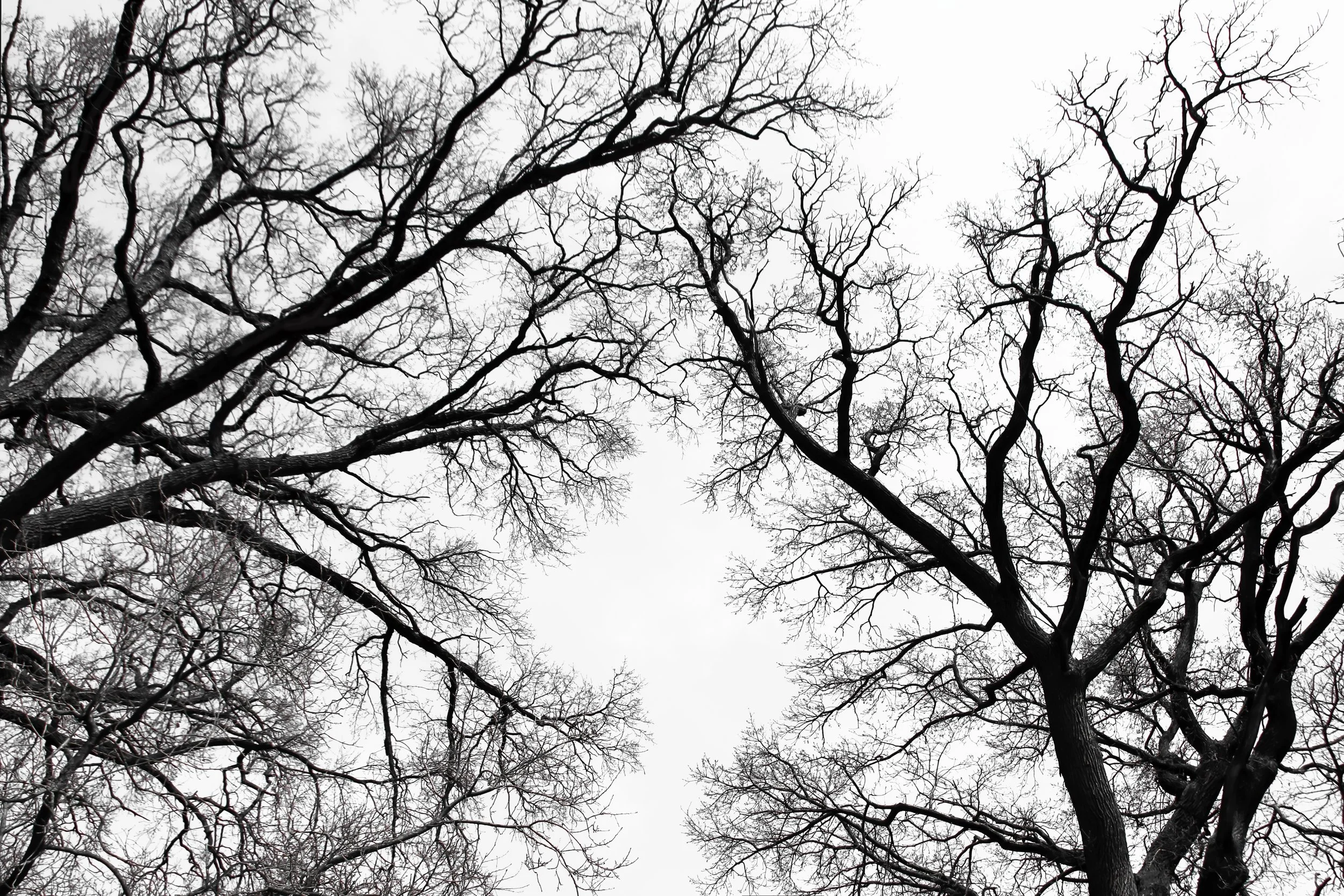 black bare branches of a tree scraping against a white sky