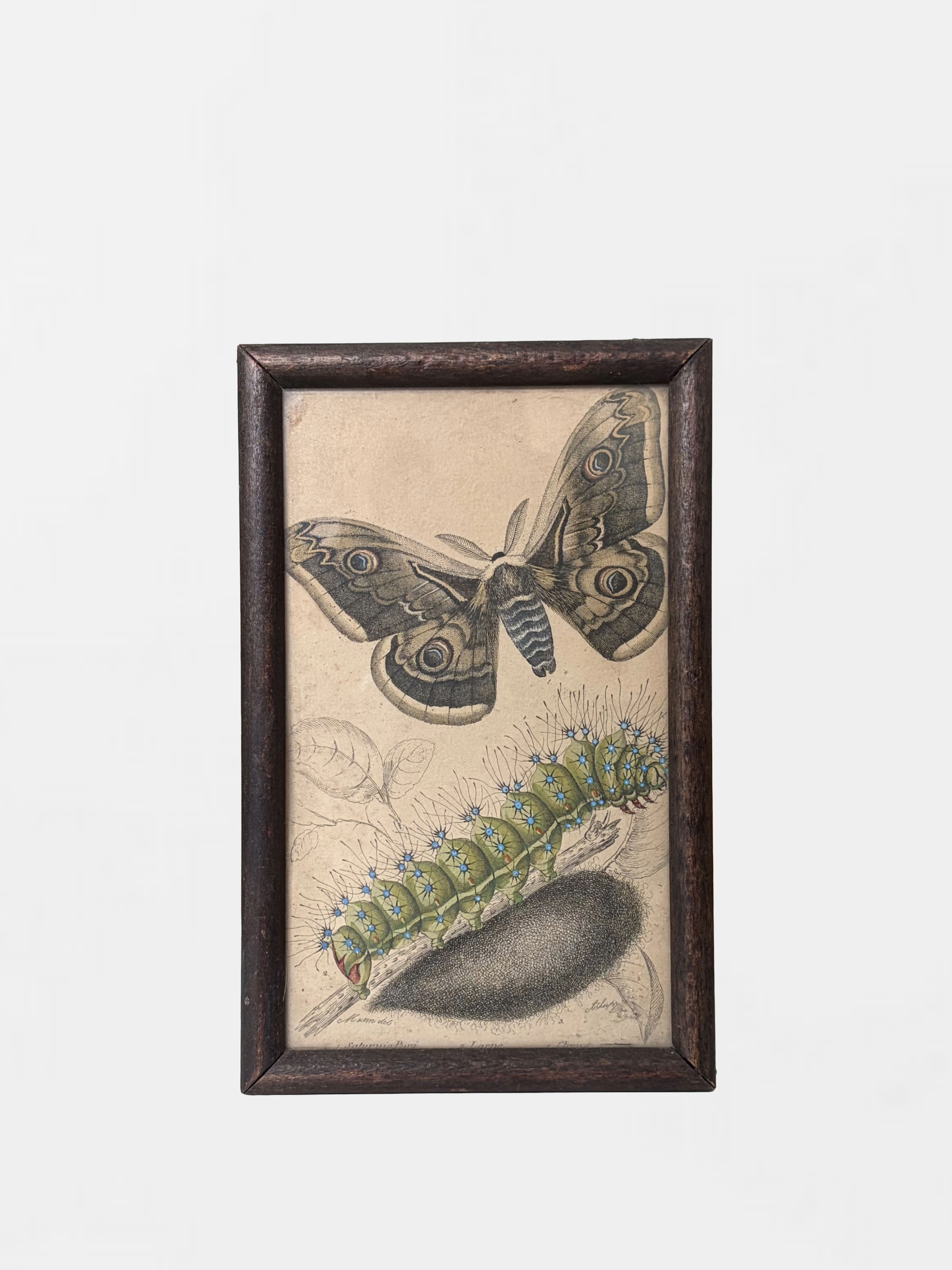 Framed vintage botanical illustration of a butterfly and a caterpillar on a branch, with handwritten annotations.