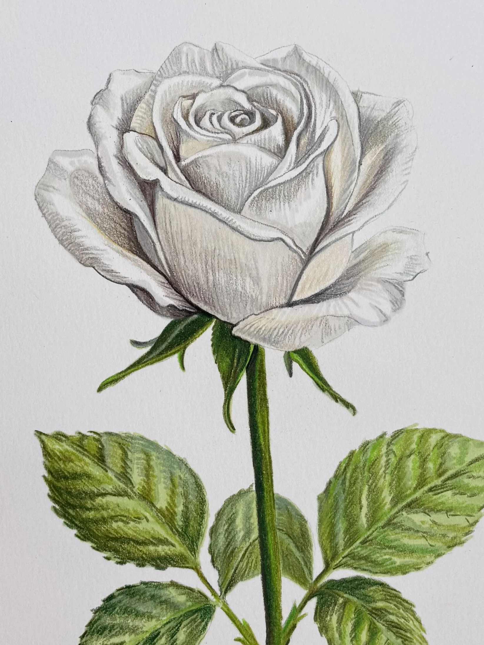 DRW-WhiteRose_3x4-3.jpg