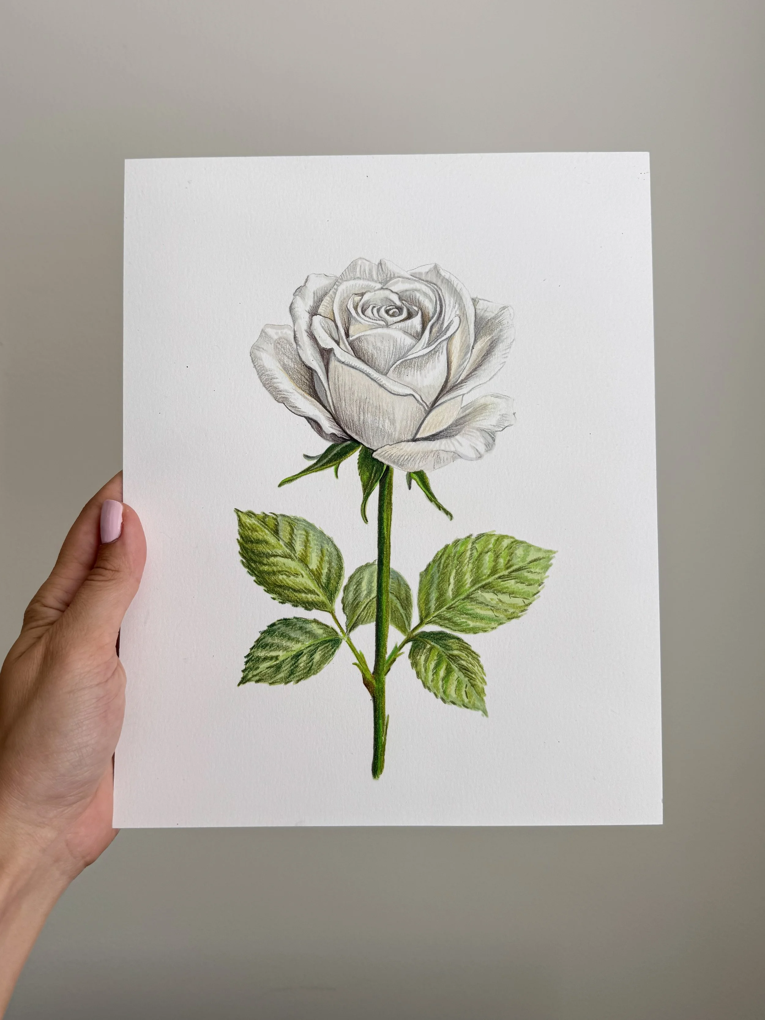 DRW-WhiteRose_3x4-2.jpg