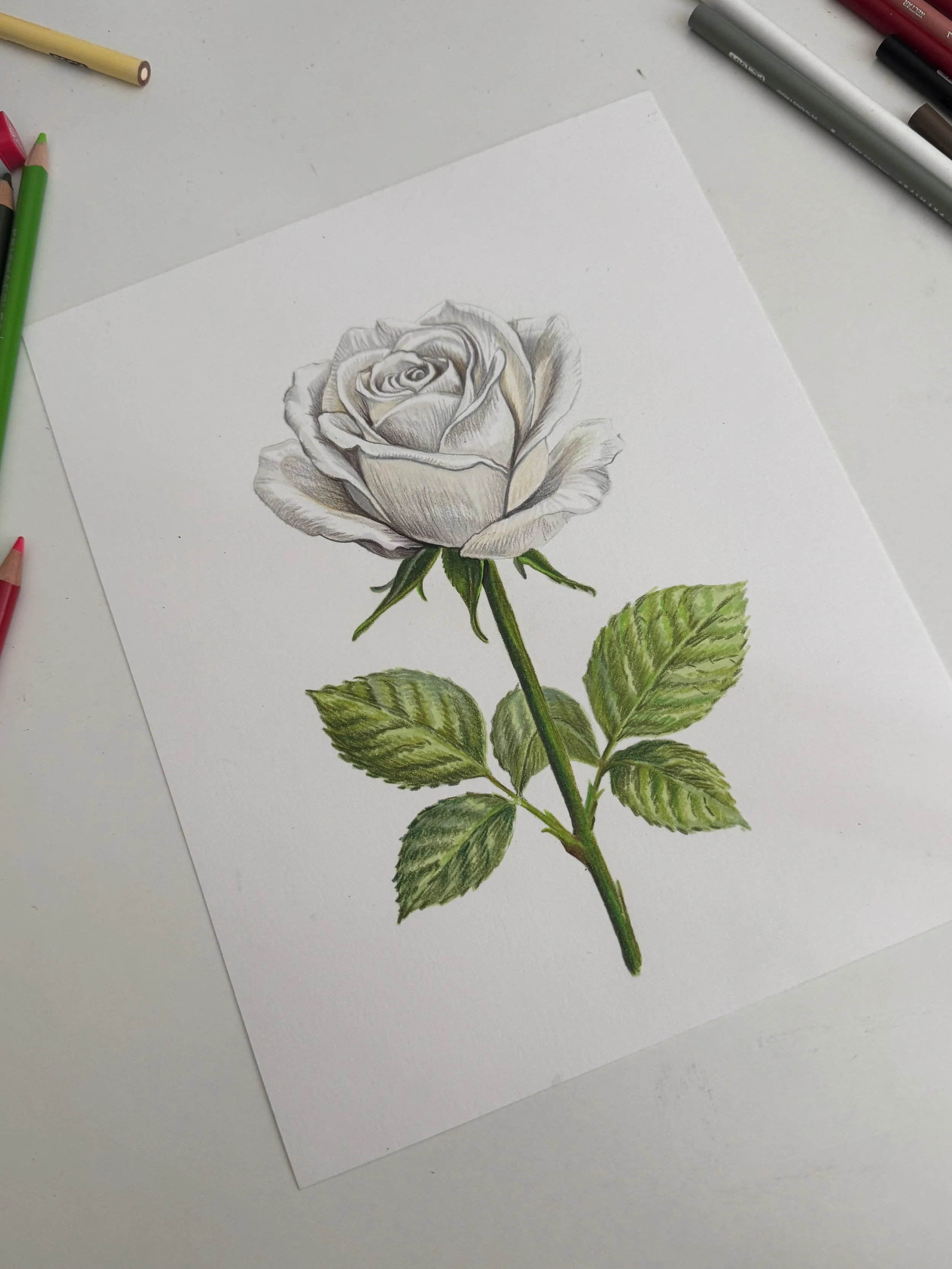 DRW-WhiteRose_3x4-1.jpg