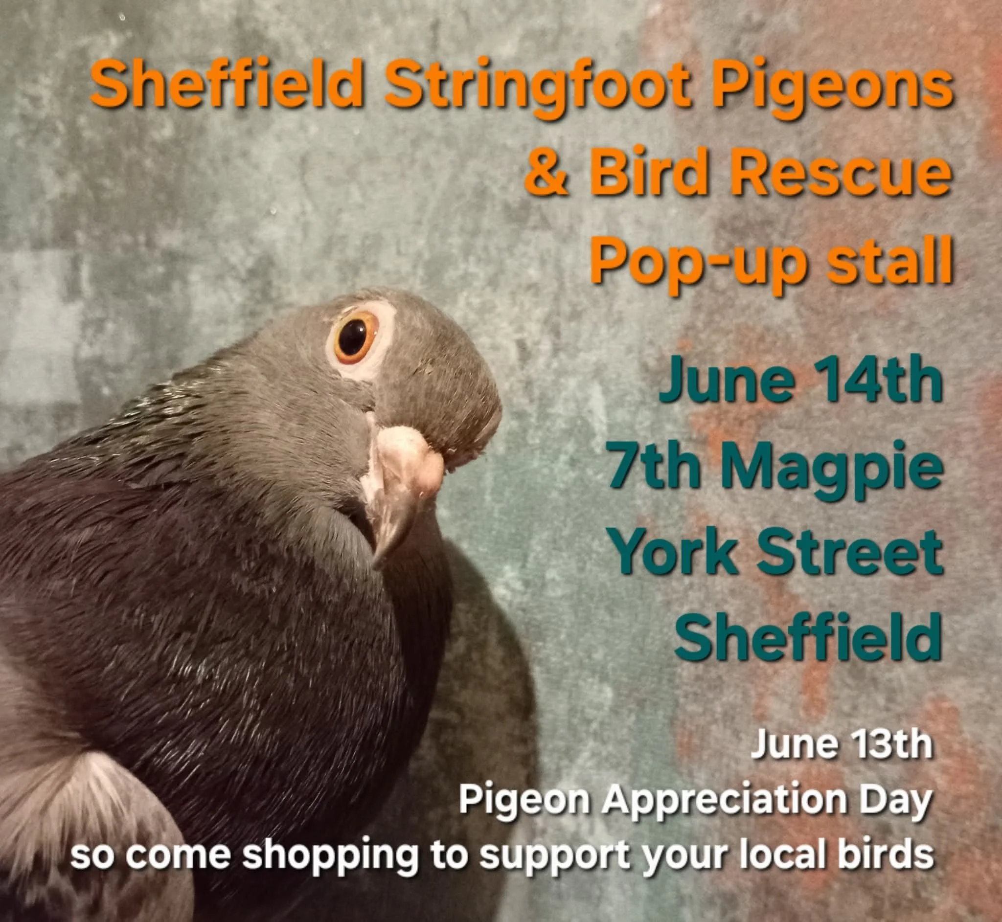 Sheffield Stringfoot Pigeons & Rescue Pop-Up