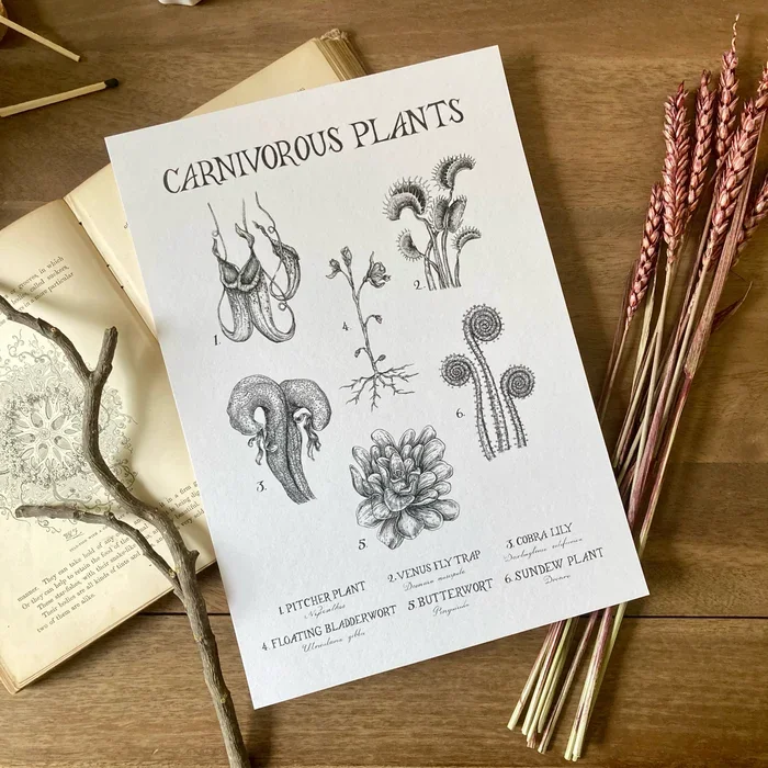 Carnivorous Plants A4 Print