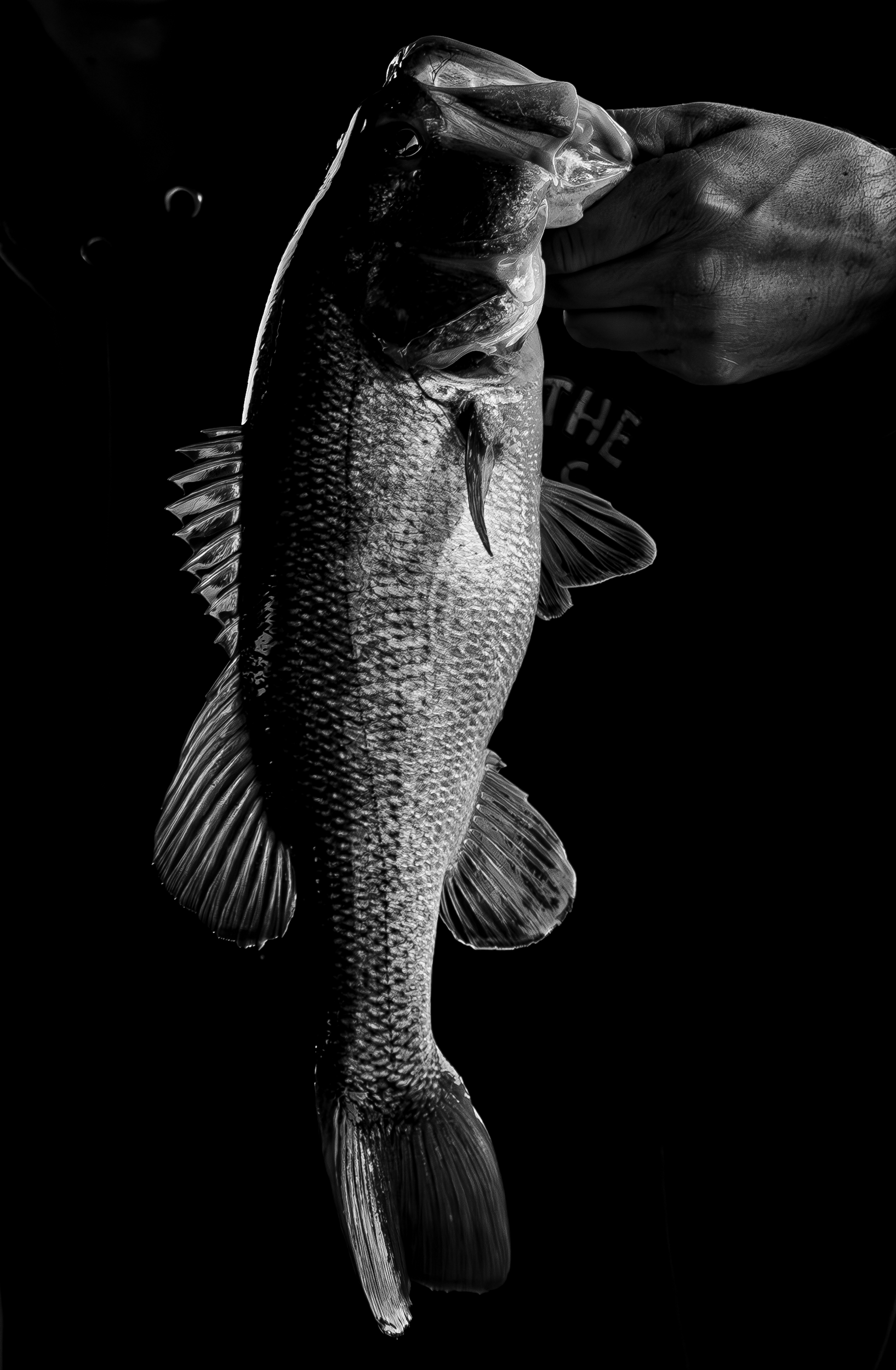 Fish2.png