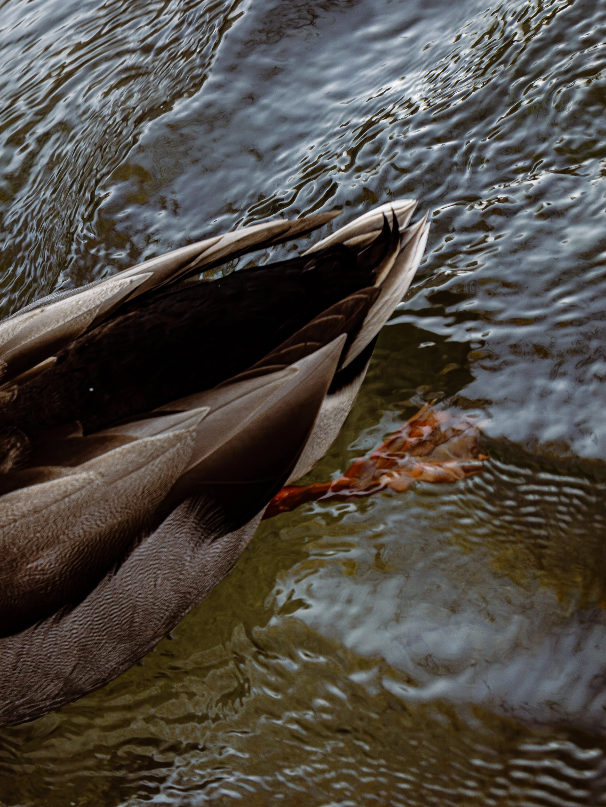 Duck5.jpg