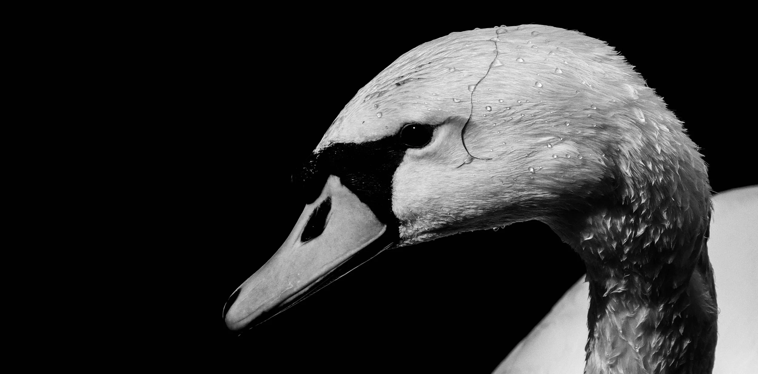 Swan (5 of 1).jpg