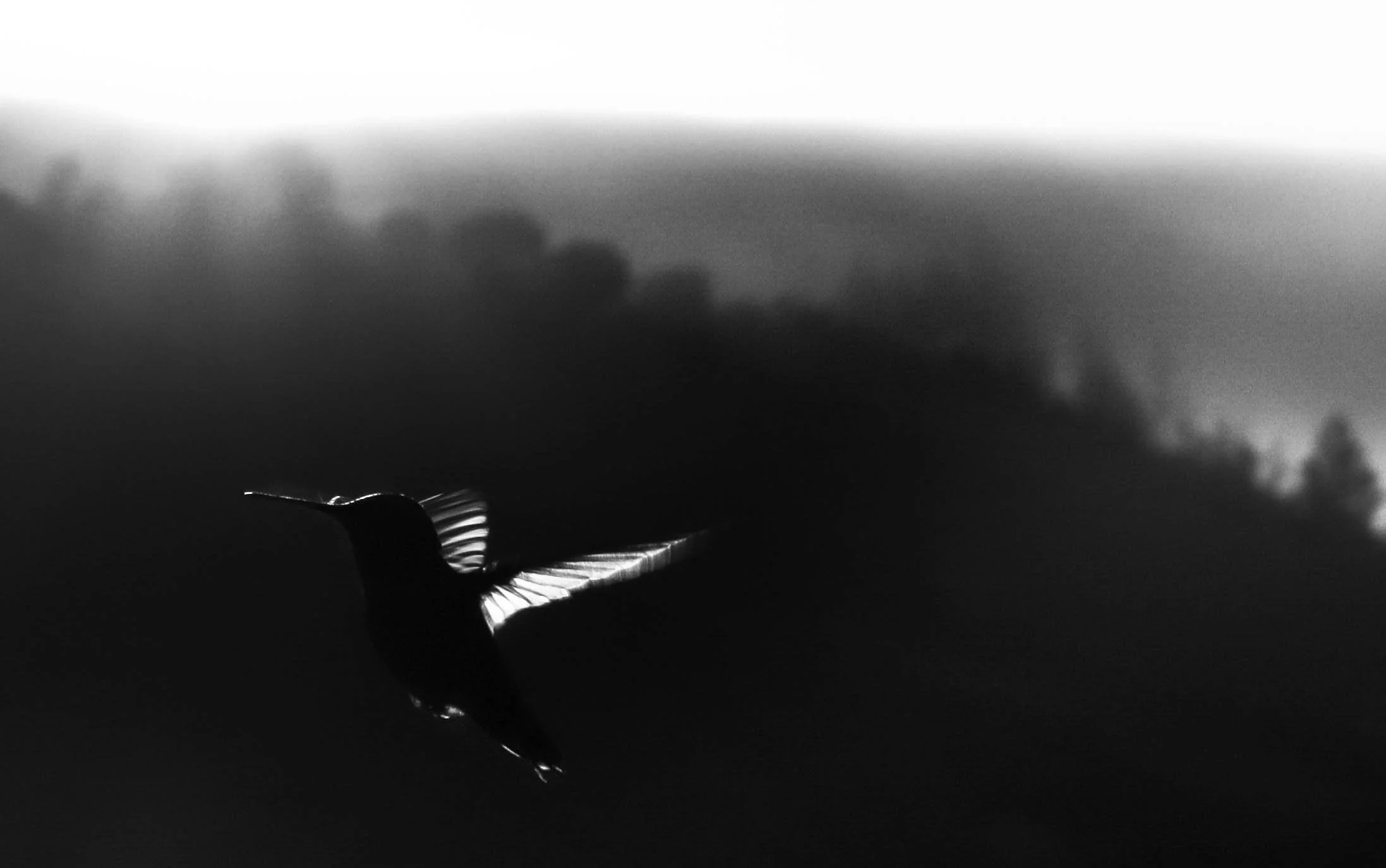 Hummingbird (5 of 1).jpg