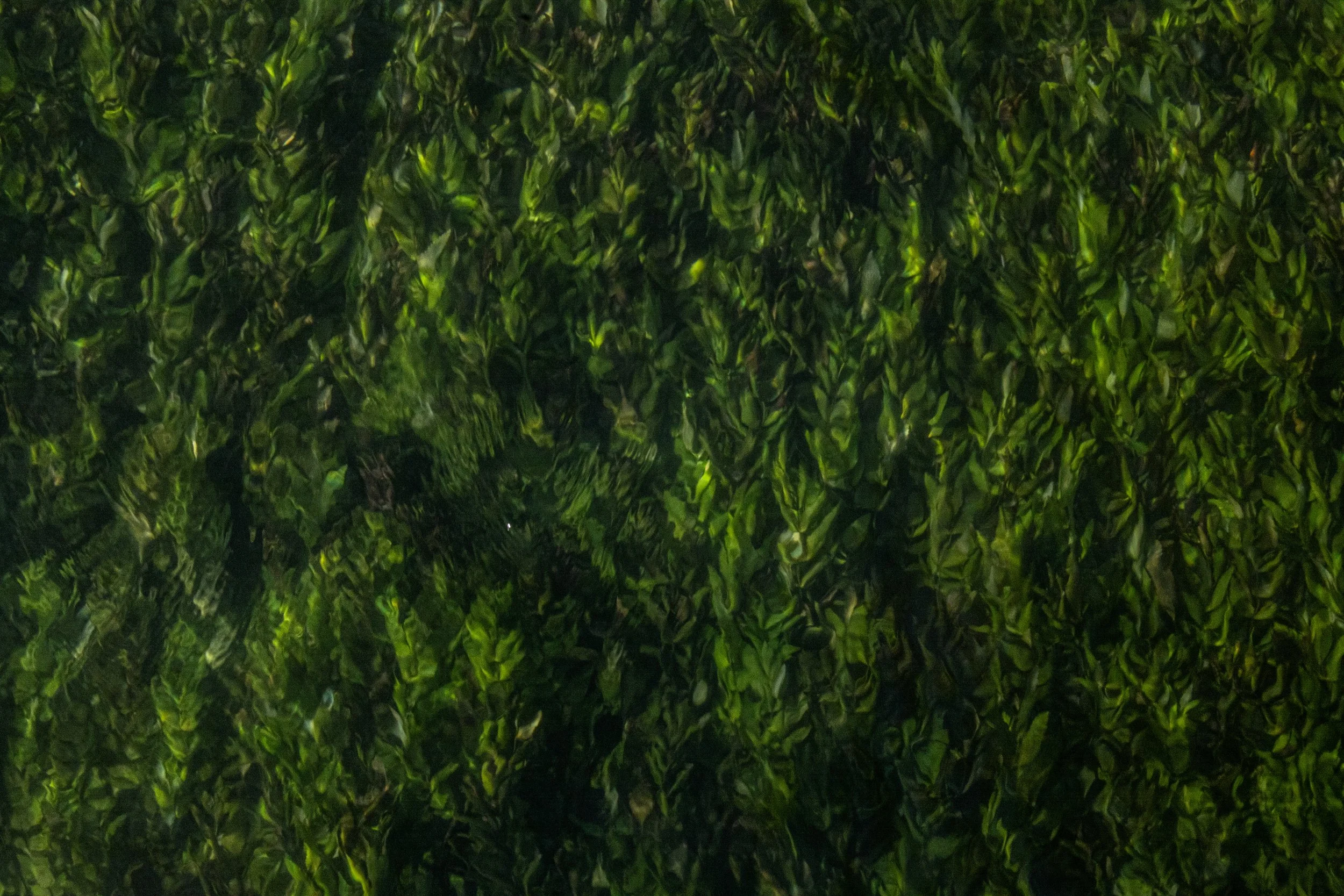 Seaweed6.jpg