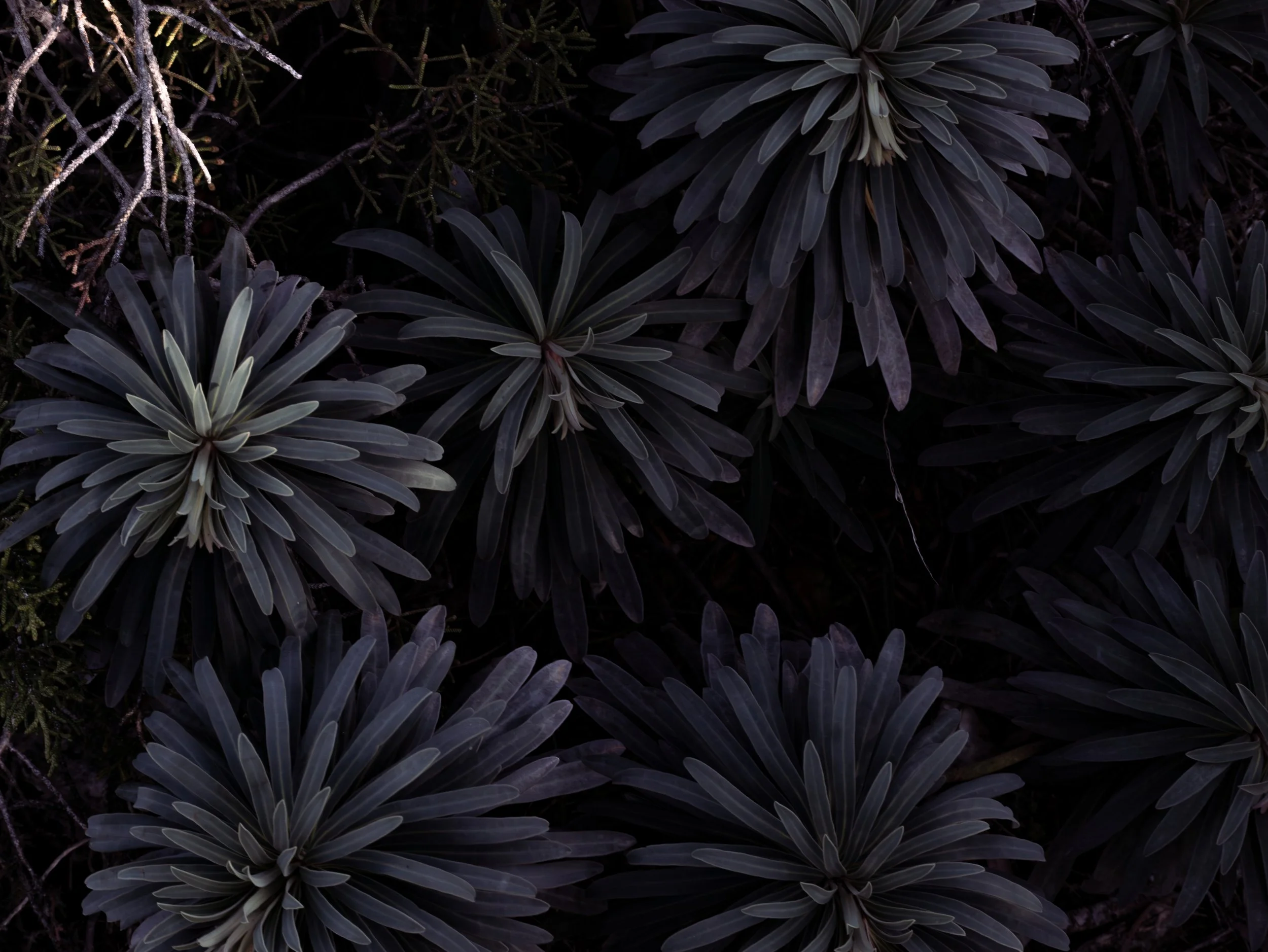 Flower4.jpg