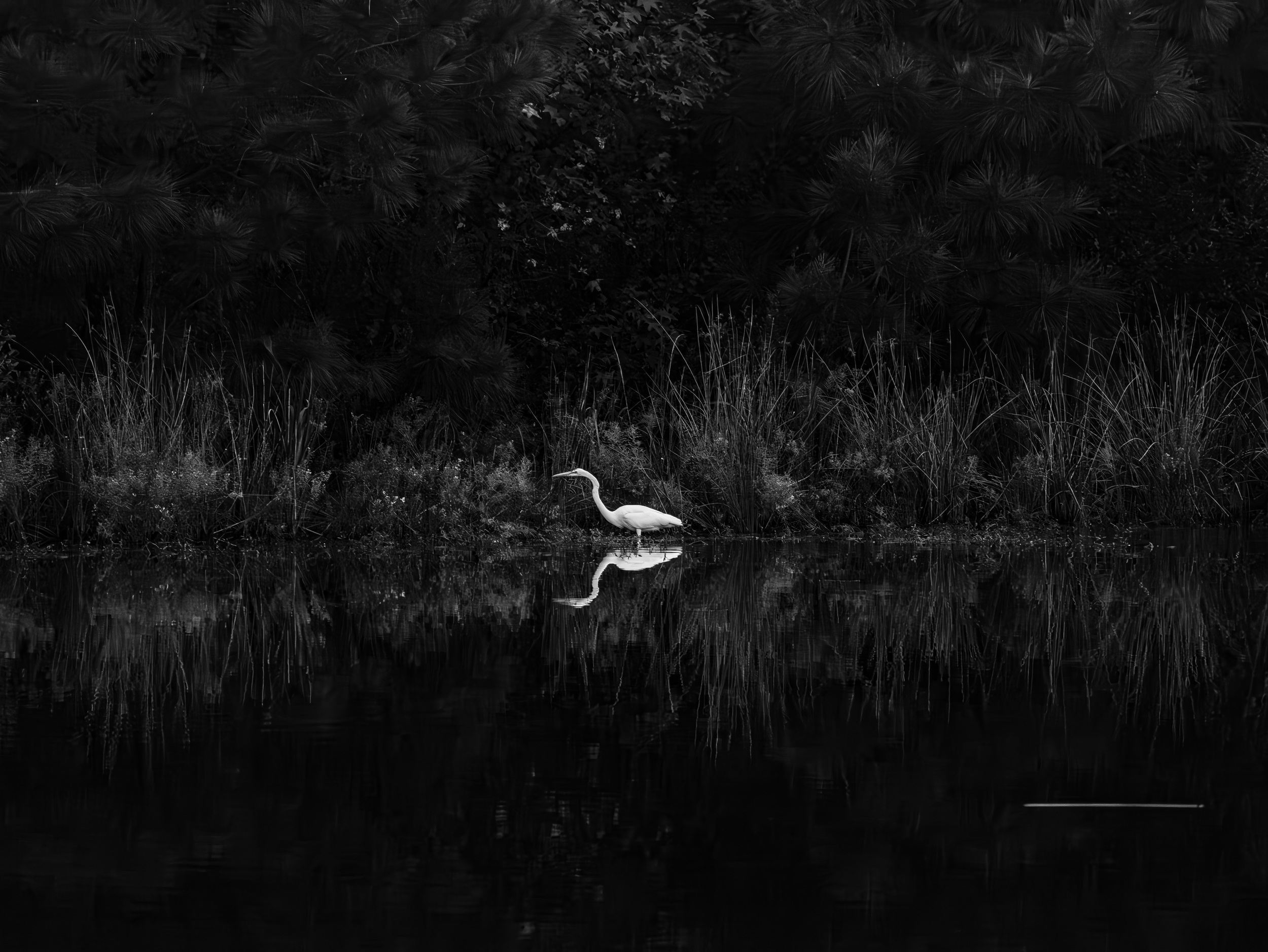 A heron standing by water's edge surrounded by tall grass and dense bush, with its reflection visible in the water.