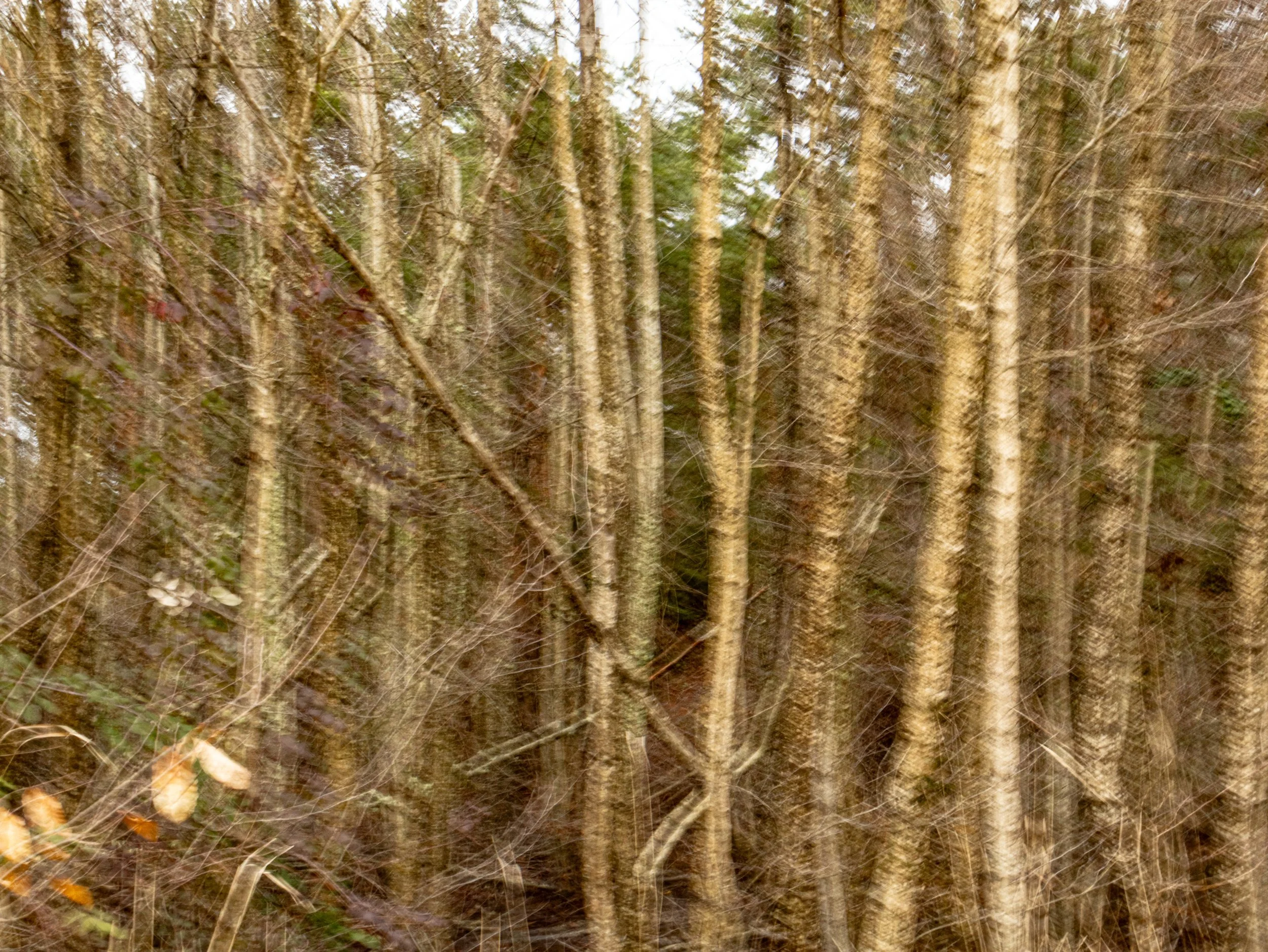 Treesblur5.jpg