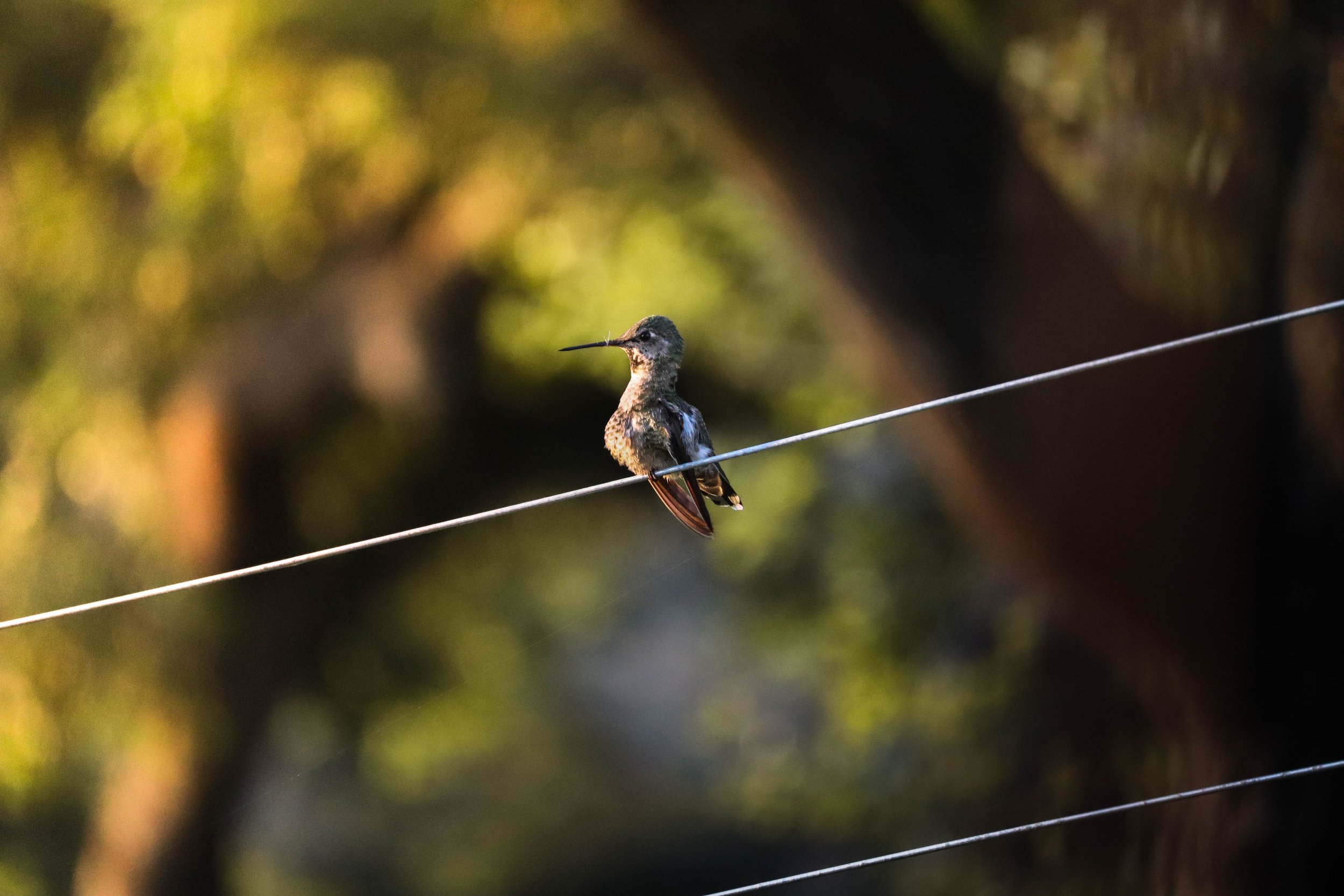 Hummingbird (1 of 1).jpg