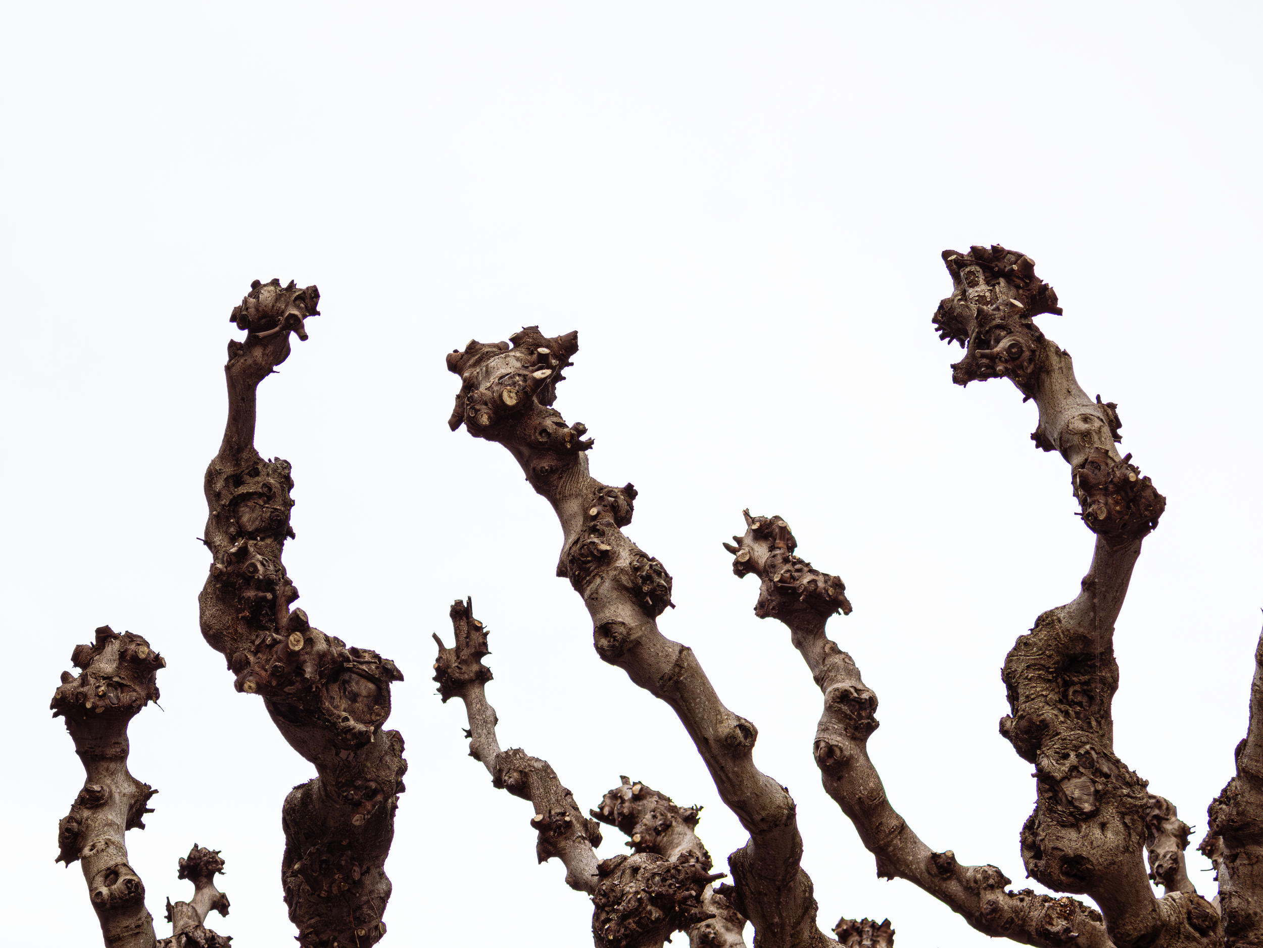 Tree2.png