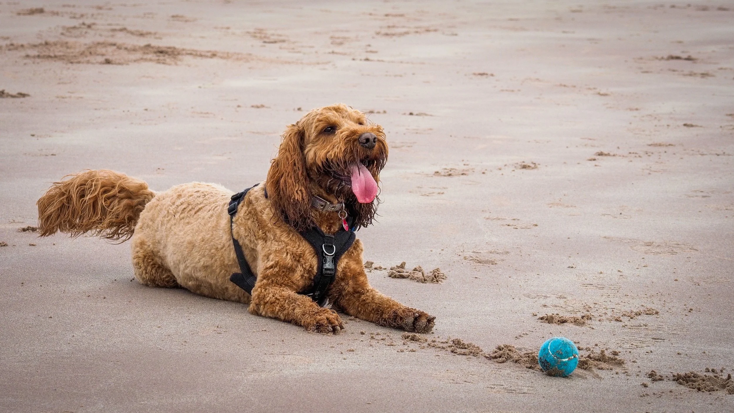 A brown, curly-haired dog wearing a black harness, lying on a sandy beach, with its tongue out, near a blue tennis ball.