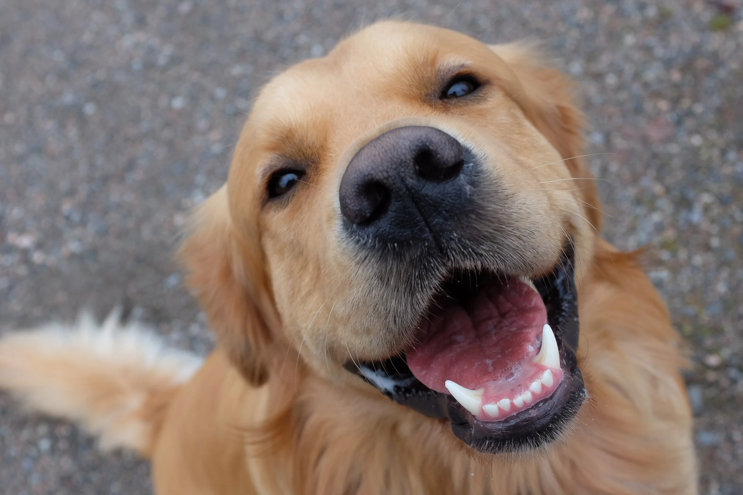 Close-up of a golden retriever looking up, with a happy expression, showing its open mouth and white teeth, on a gravel surface.