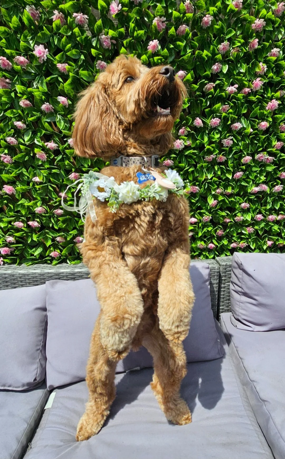 A dog standing on a cushion with a floral wreath around its neck, in front of a lush green hedge with pink flowers.