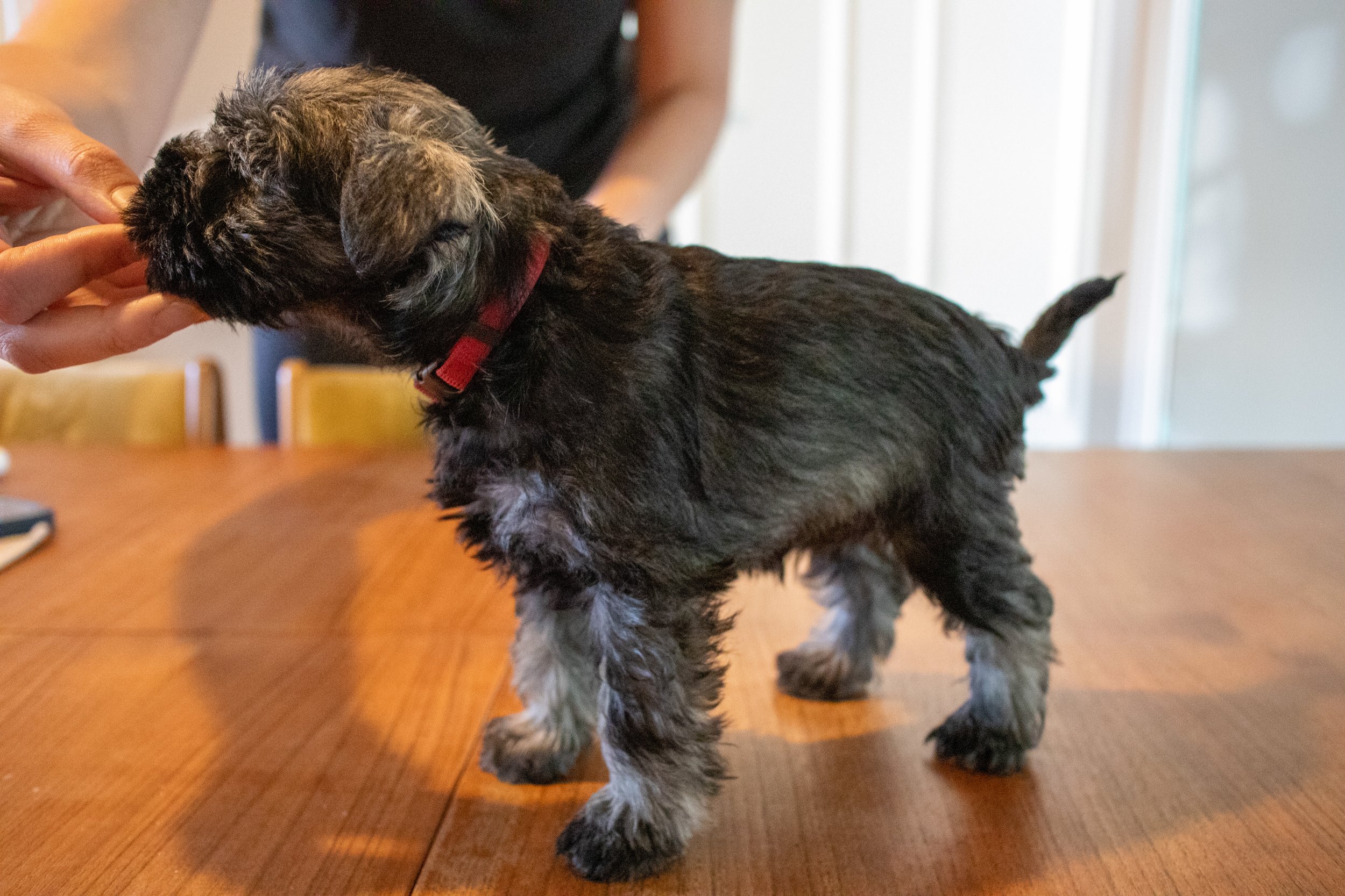 Rauð 7 vikna (Tík)