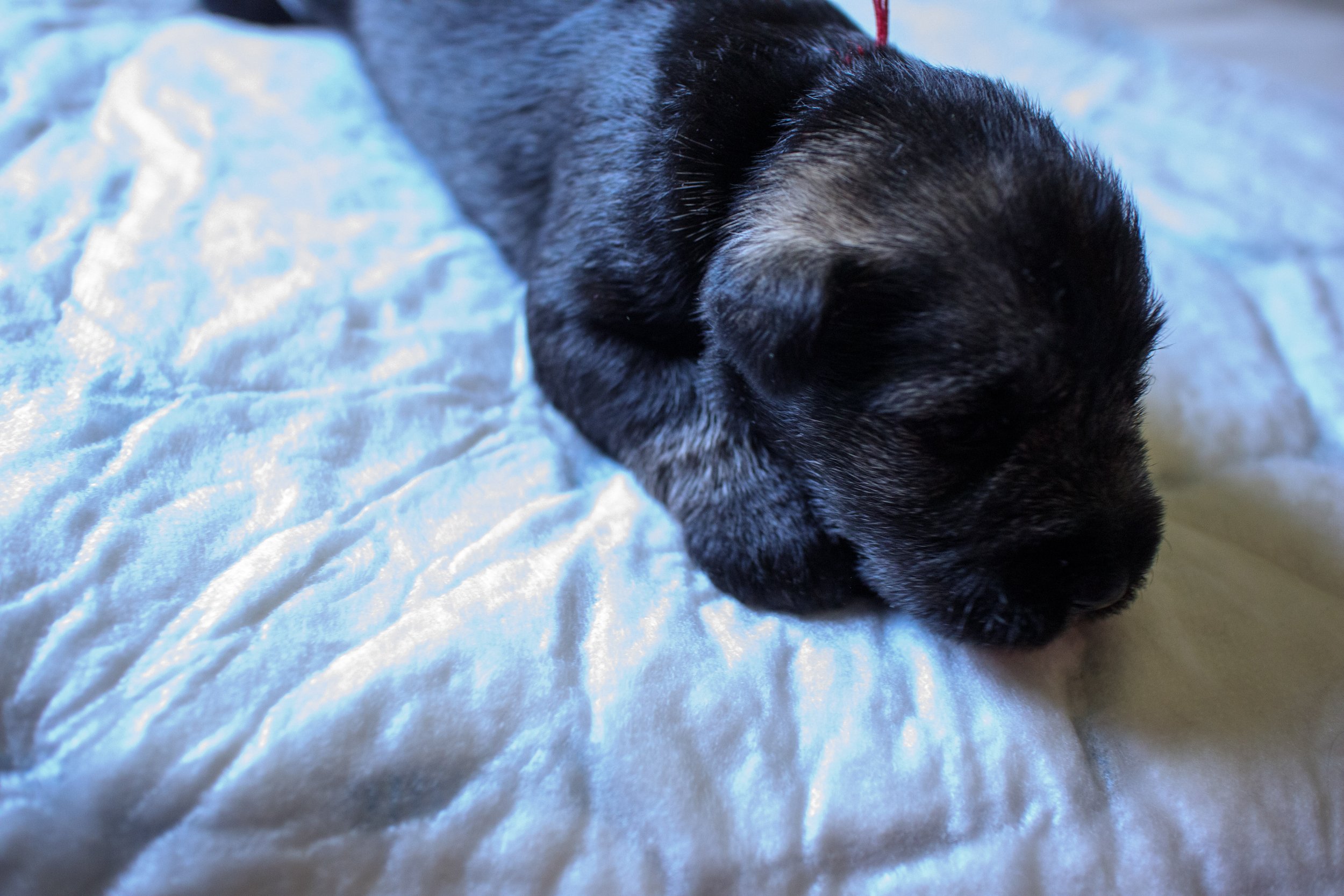 Rauð 2 vikna (Tík)