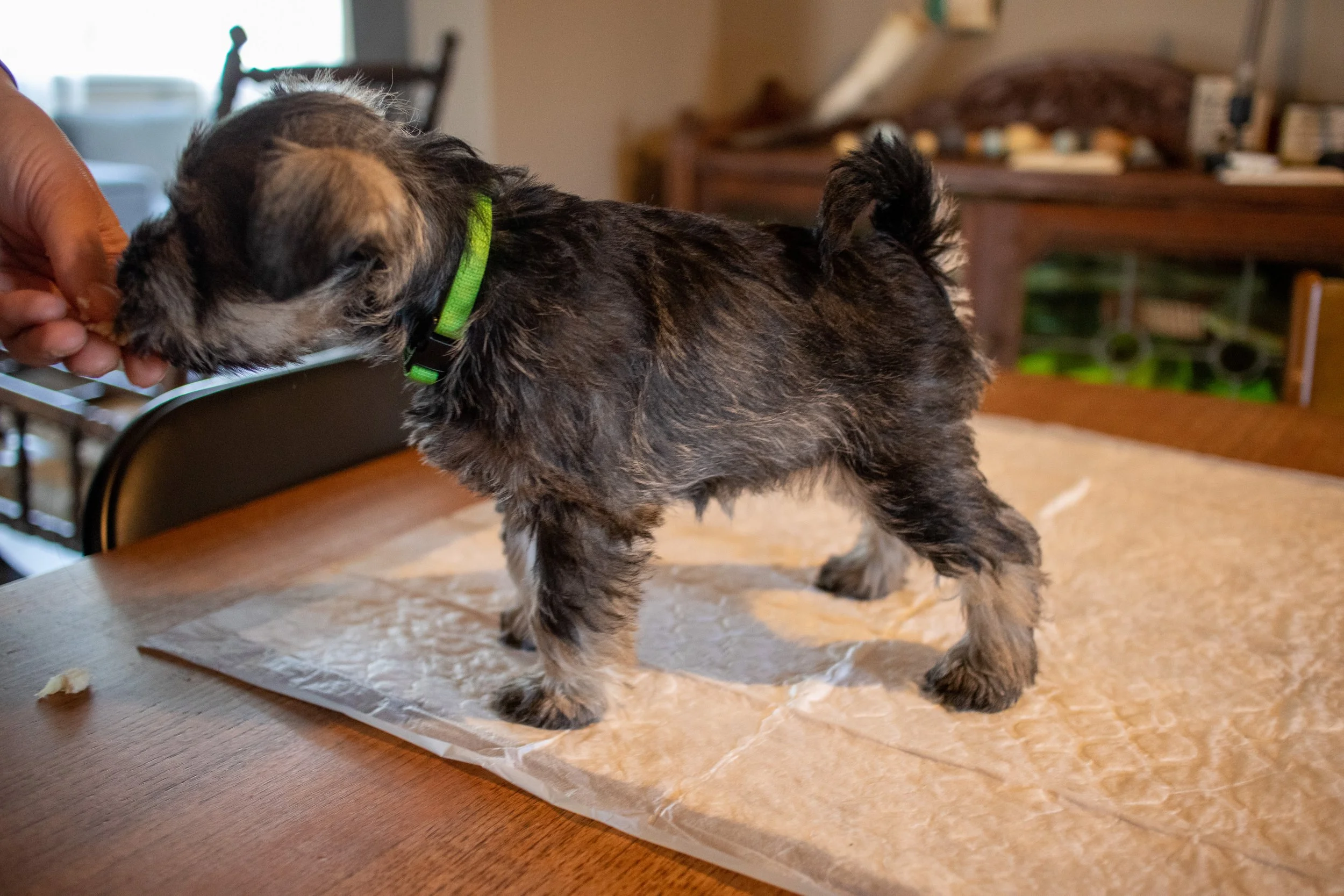 Græn 7 vikna (Tík)