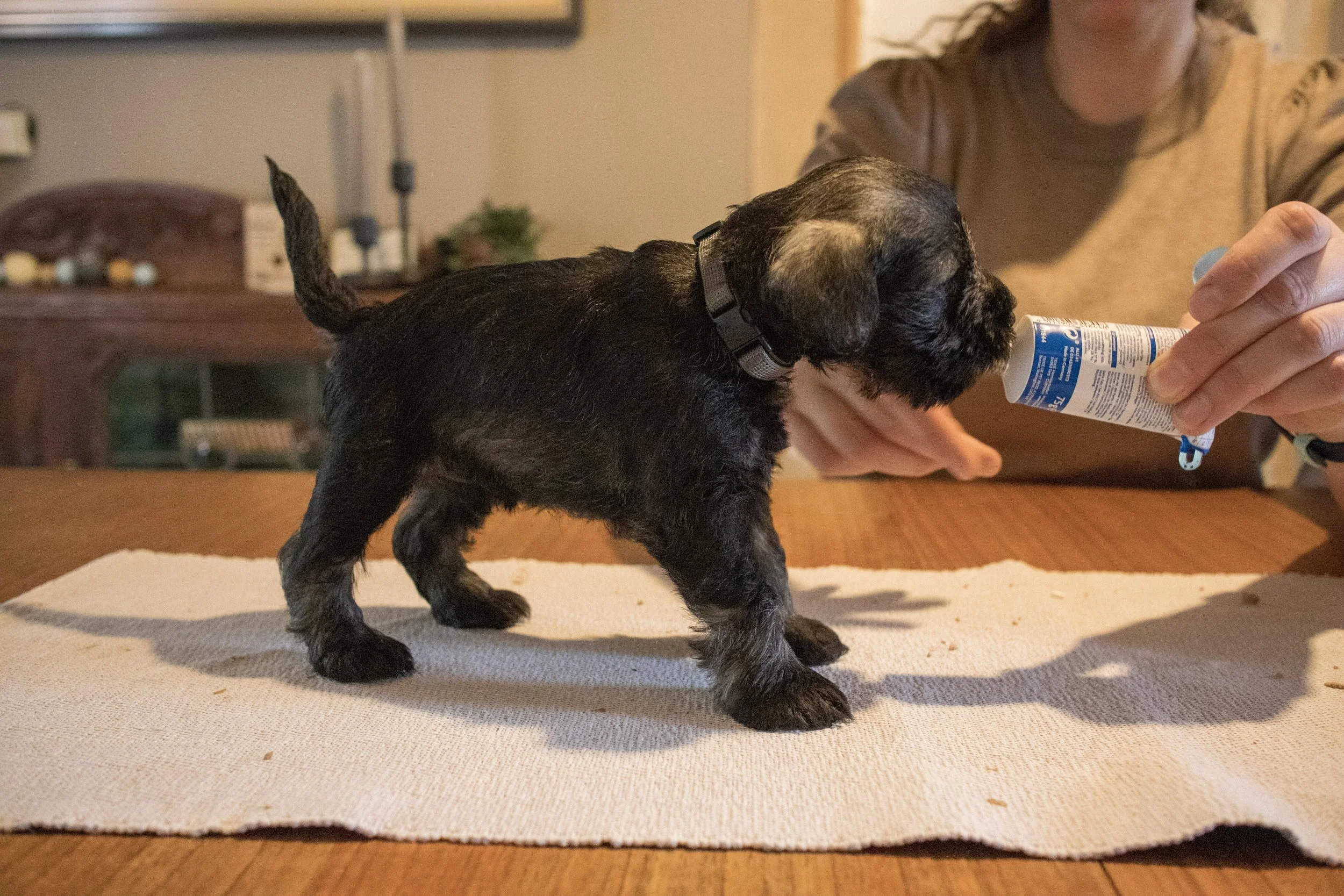 Grár 4.5 vikna (Rakki)