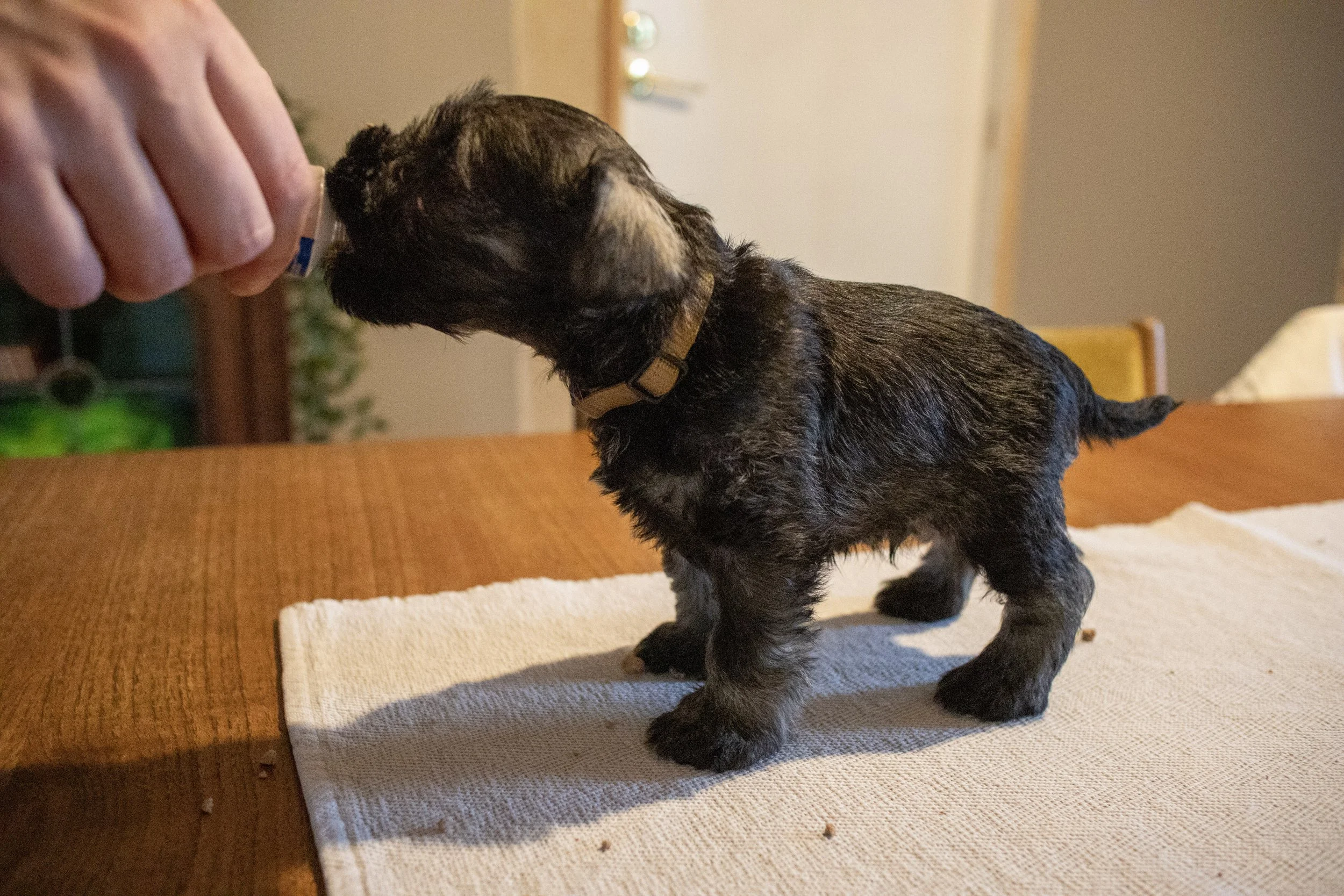 Gulur 4.5 vikna (Rakki)