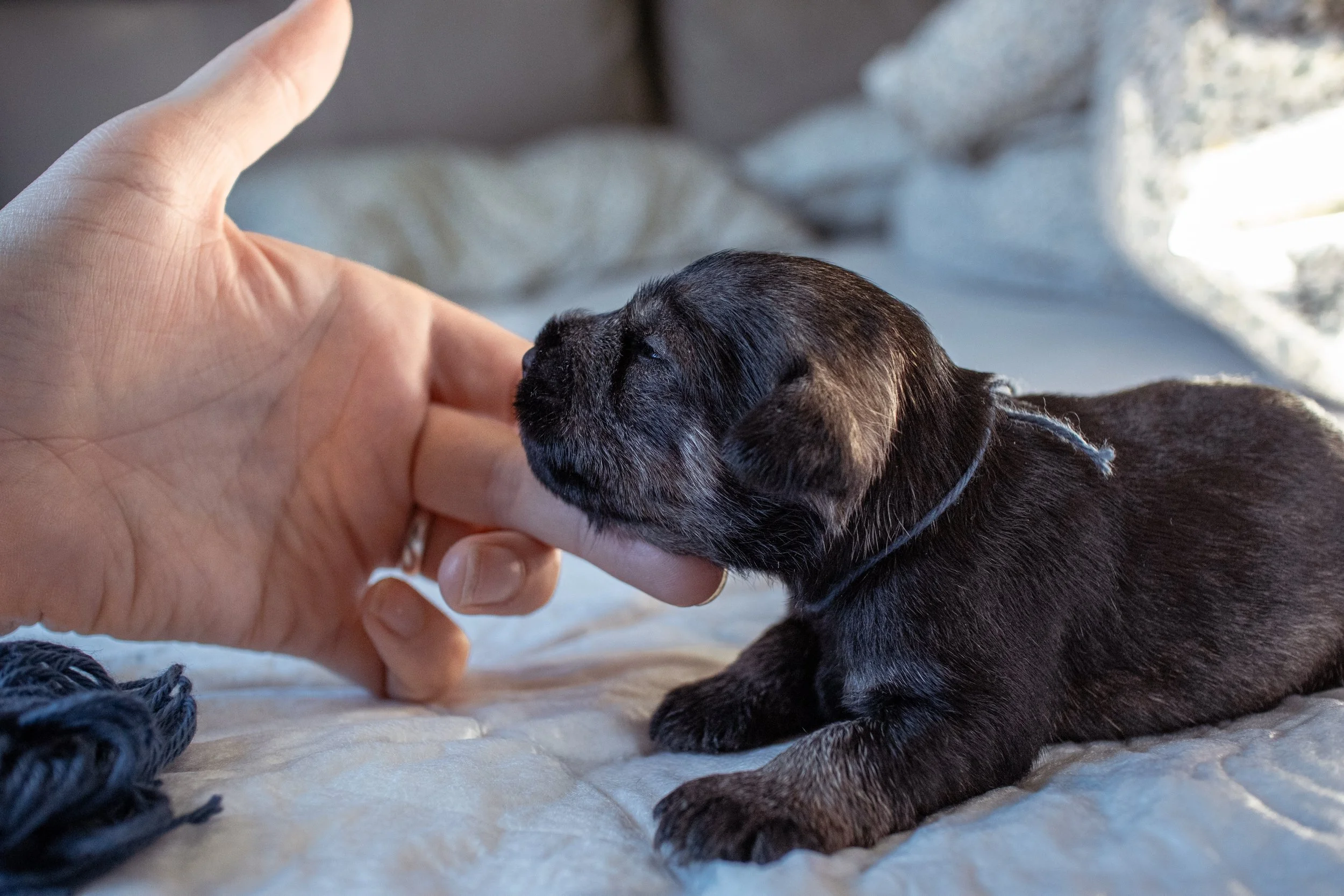 Blár 2 vikna (Rakki)