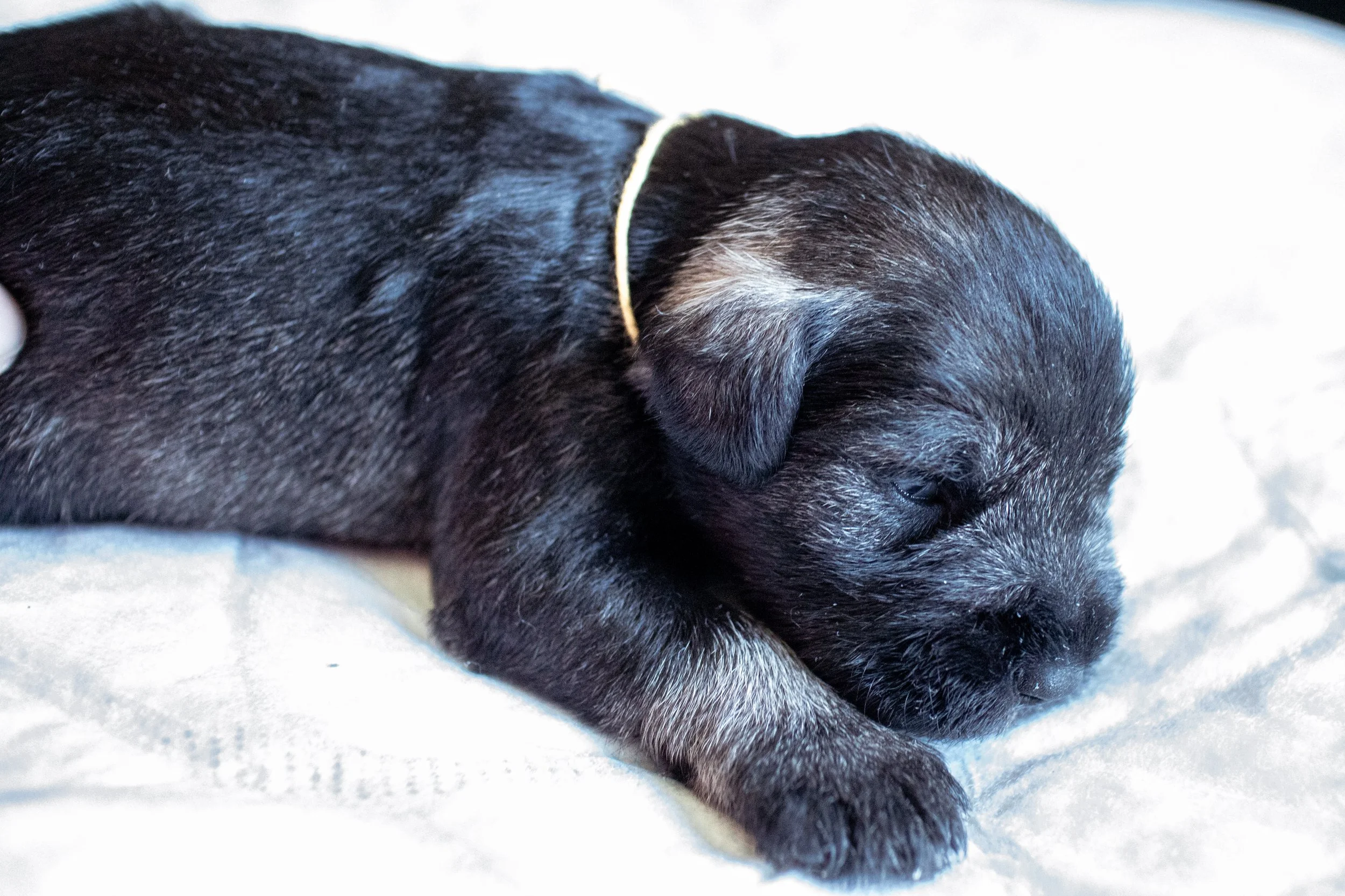 Gulur 2 vikna (Rakki)