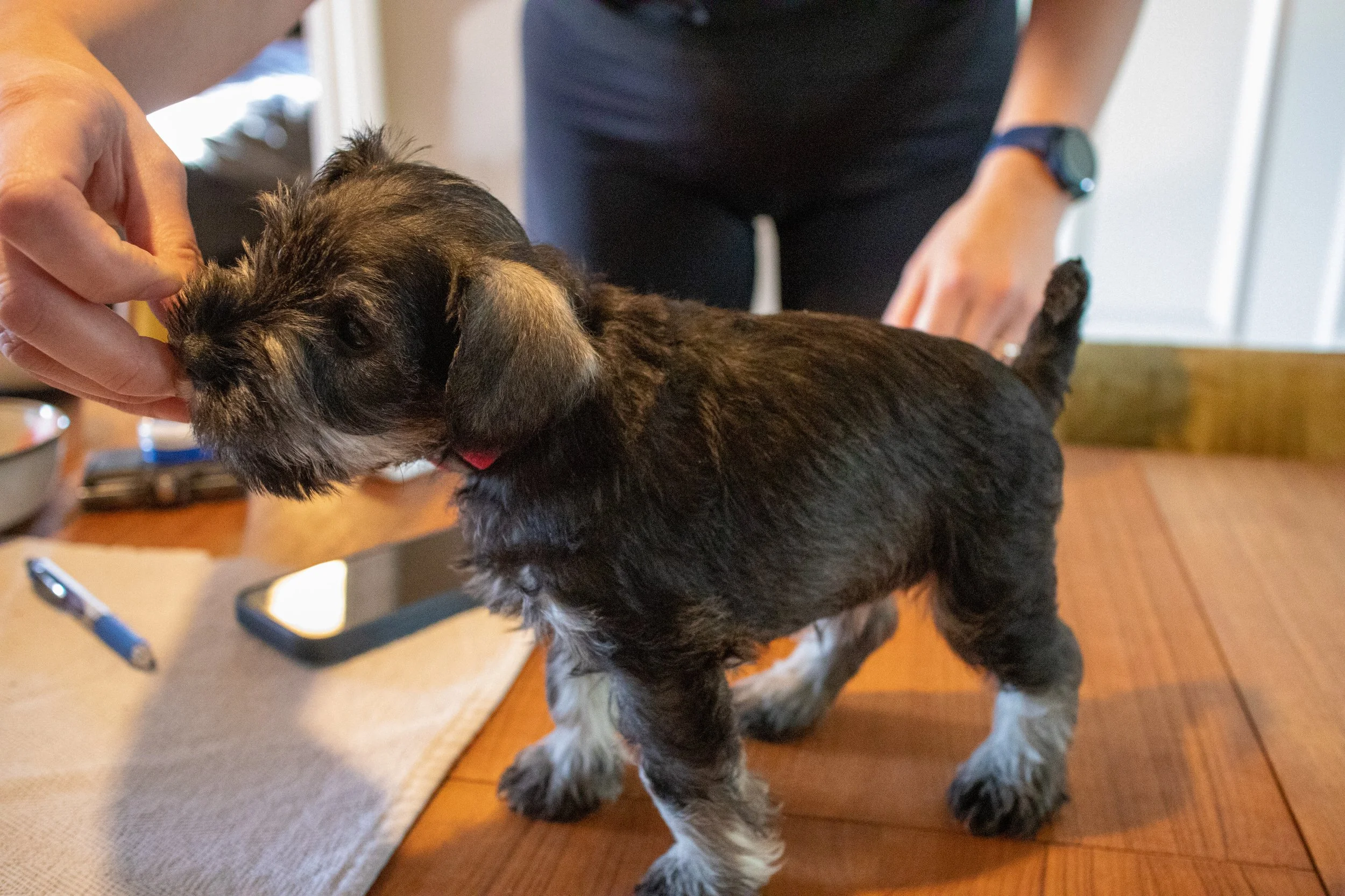 Bleik 7 vikna (Tík)