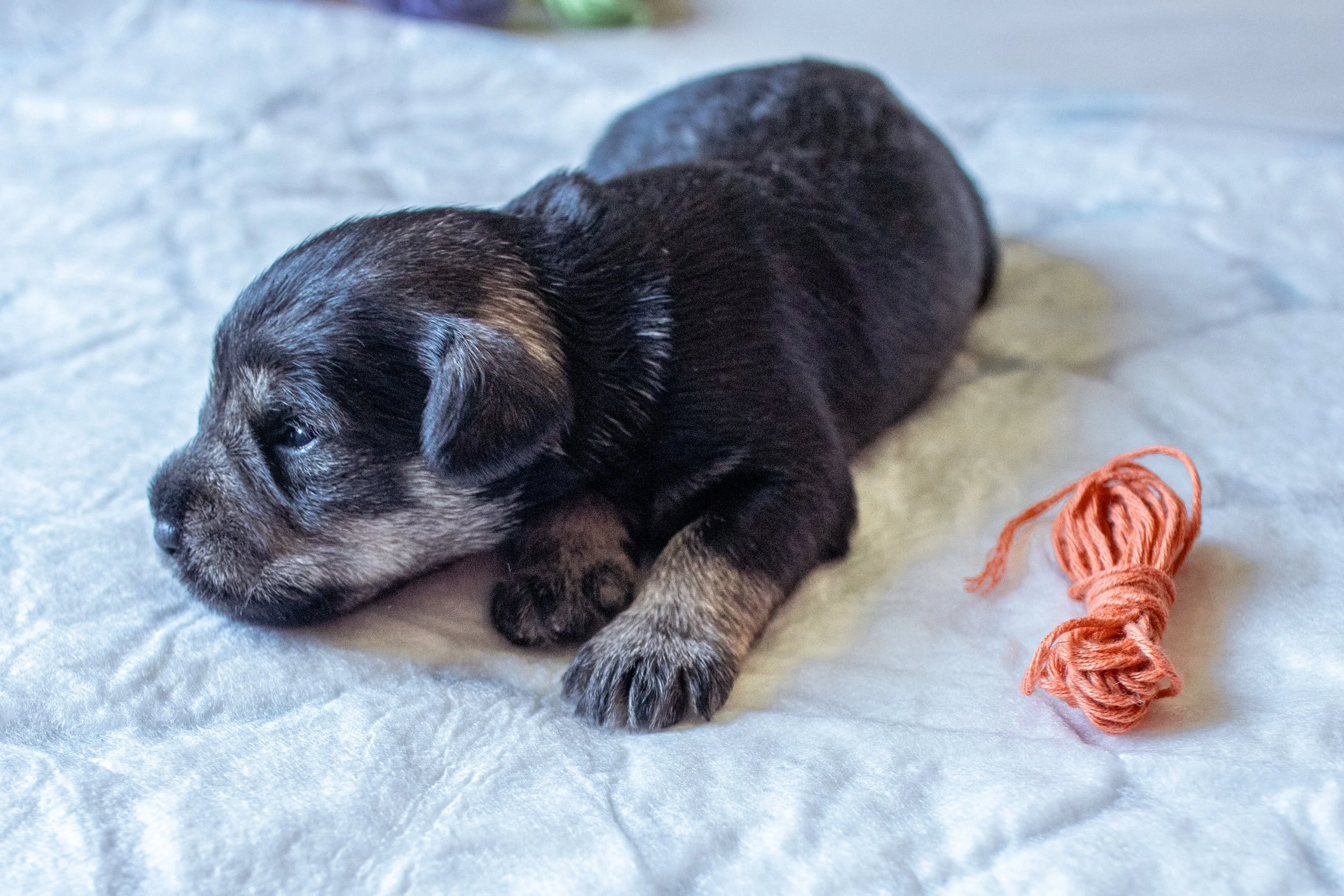 Appelsínugul 2 vikna (Tík)