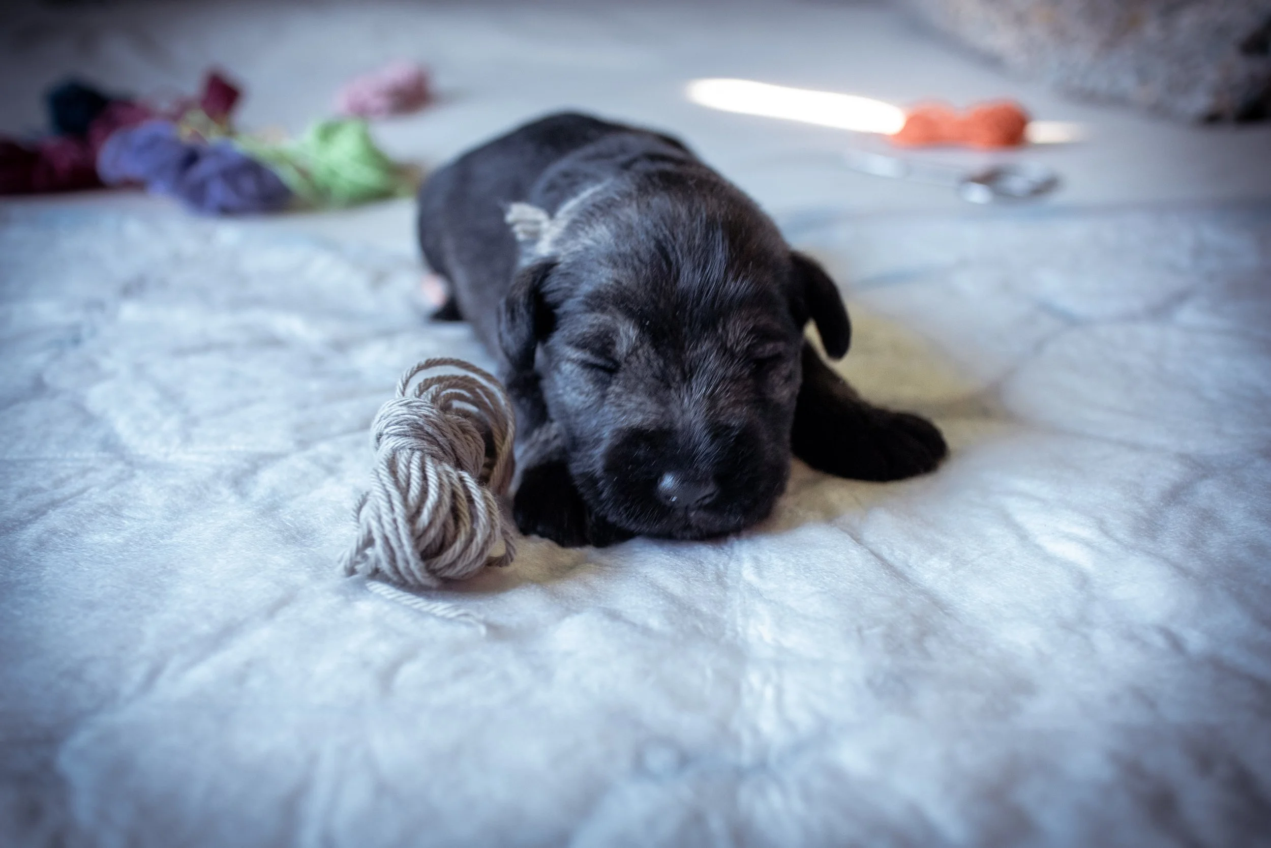 Grár 2 vikna (Rakki)