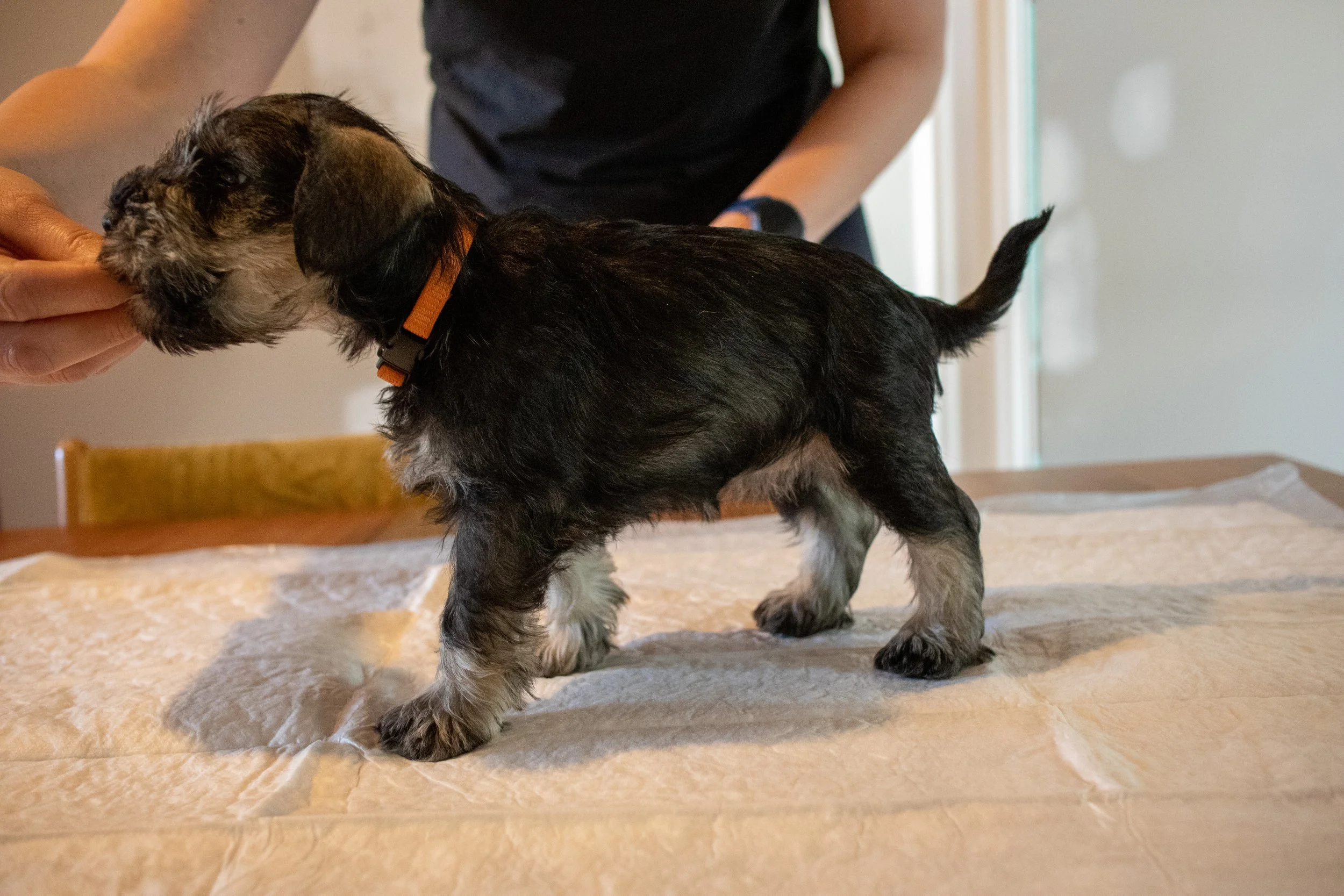 Appelsínugul 7 vikna (Tík)