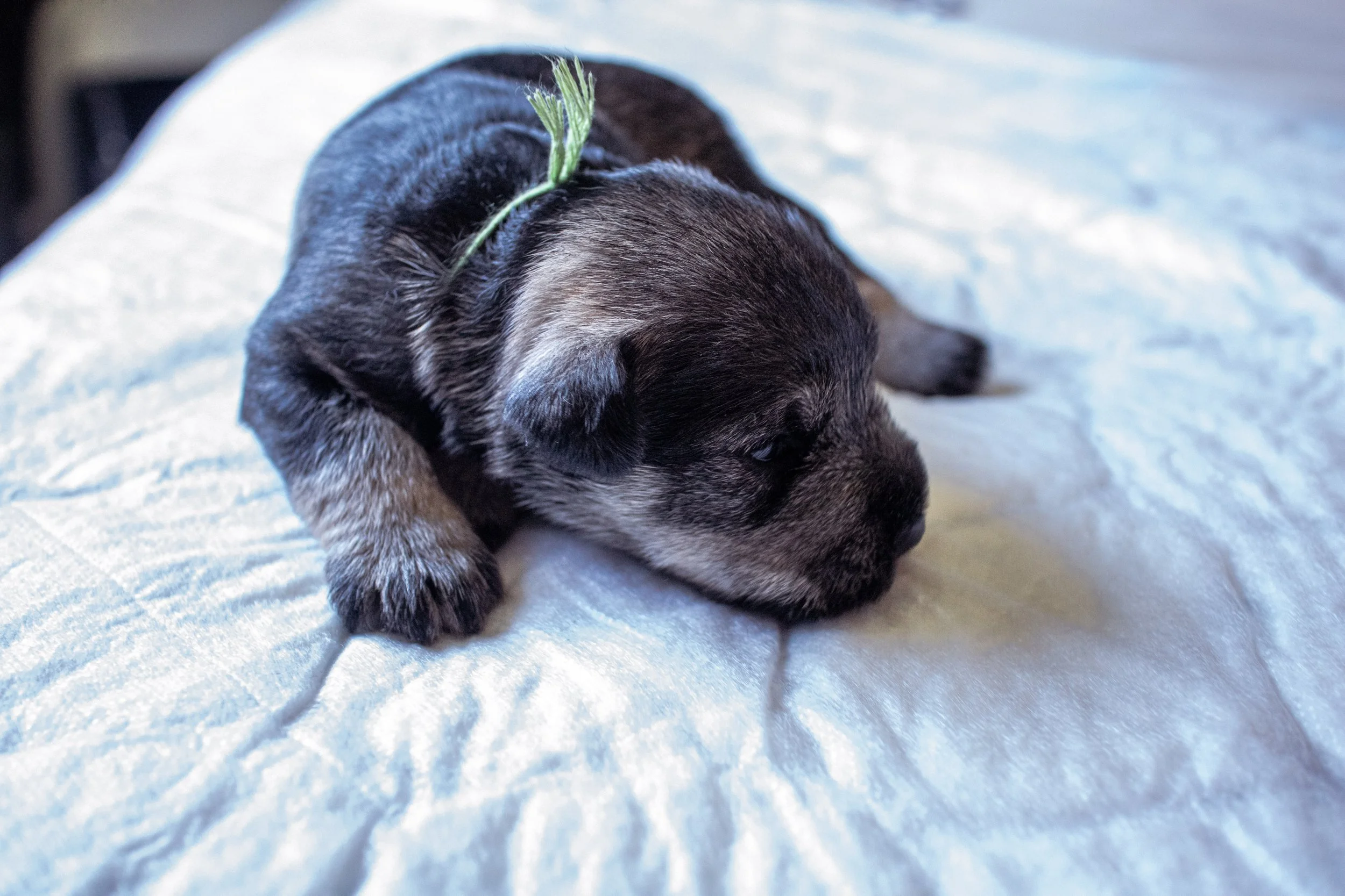 Græn 2 vikna (Tík)