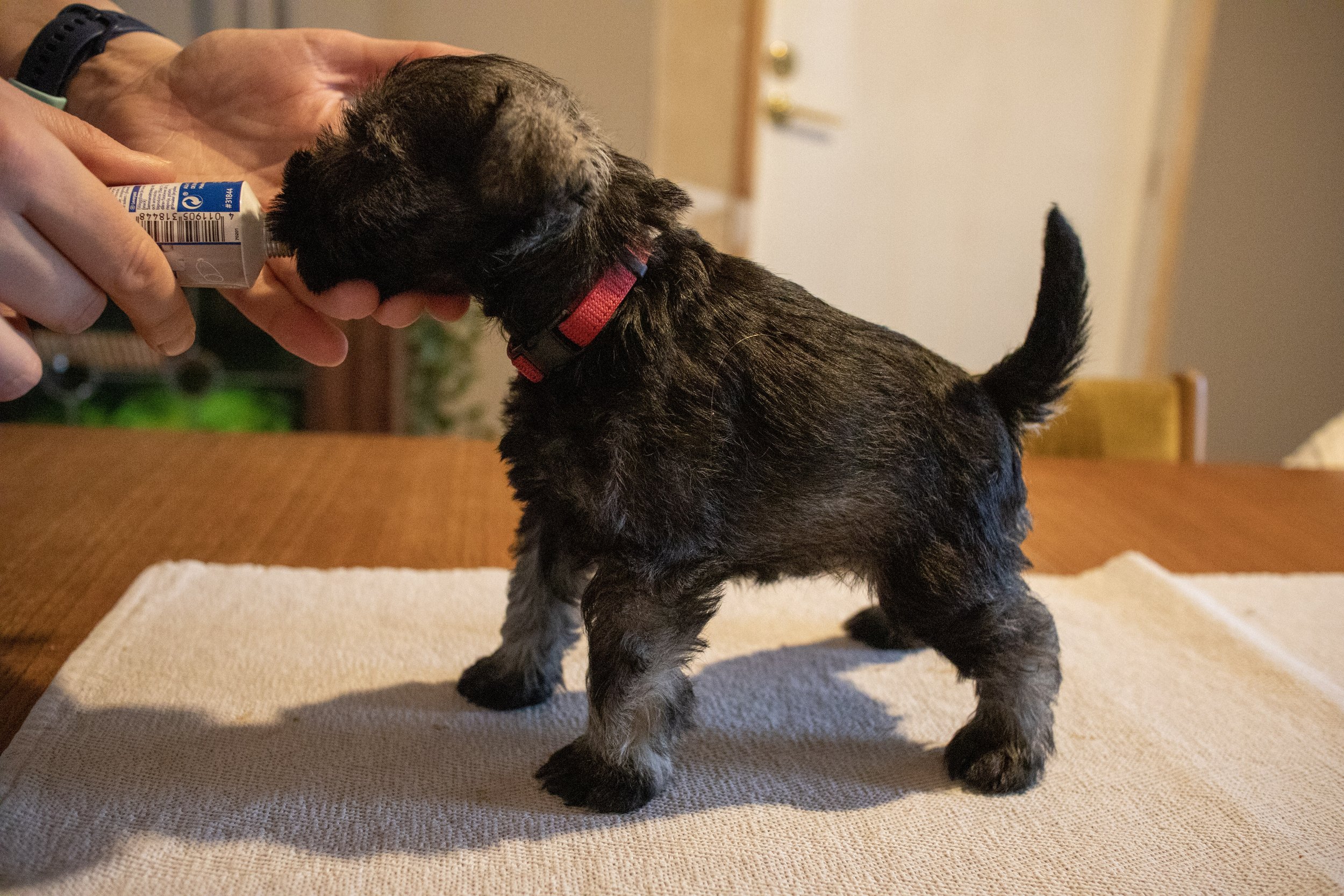 Rauð 4.5 vikna (Tík)