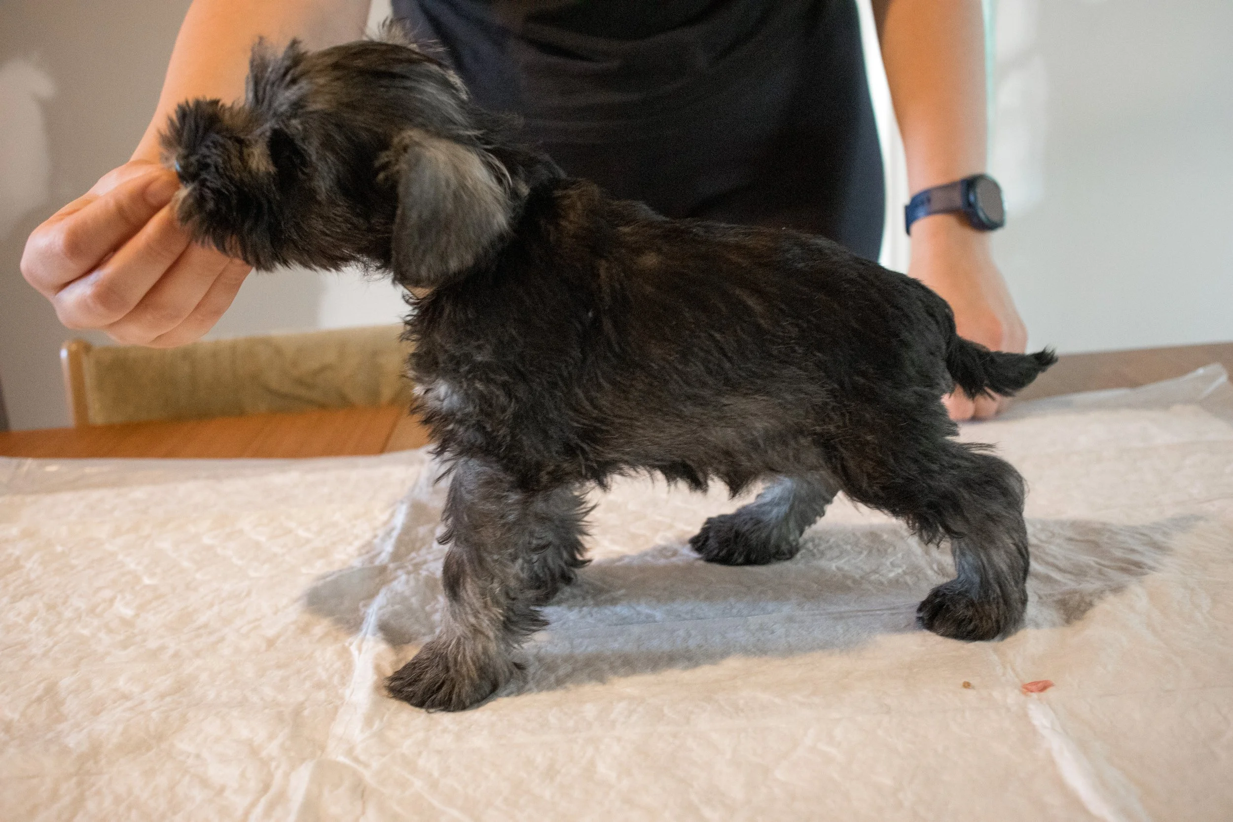 Gulur 7 vikna (Rakki)