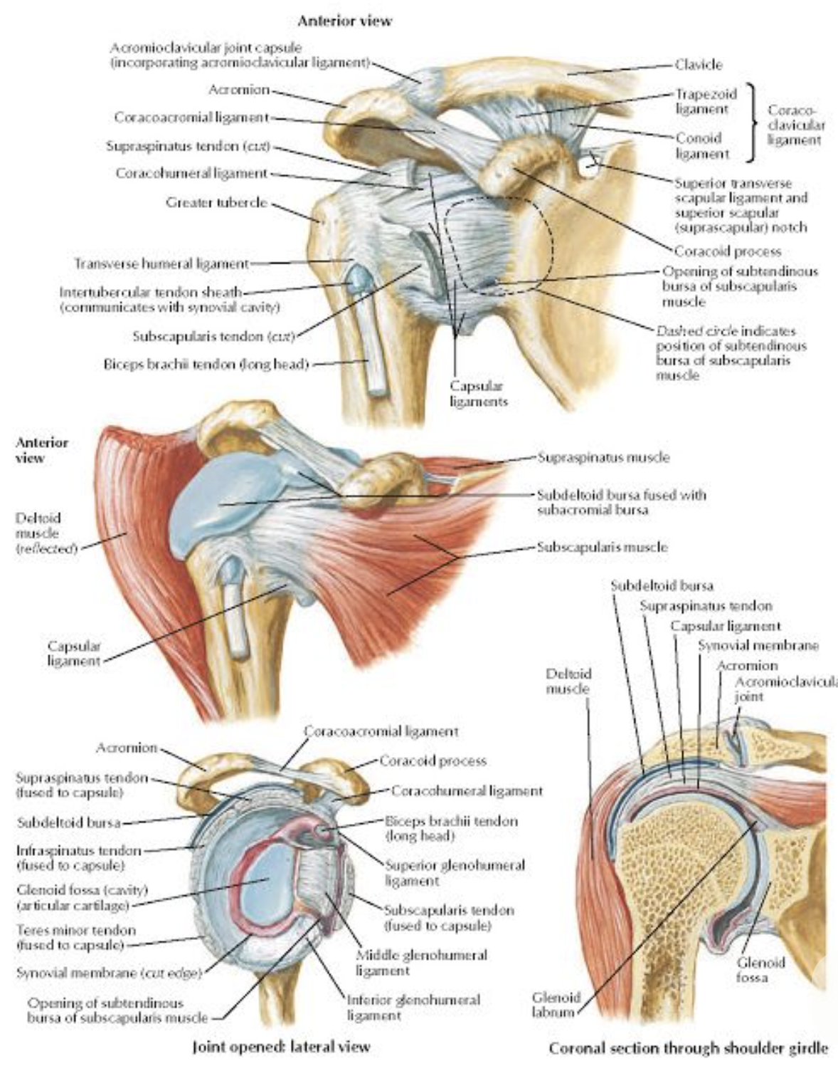 Diagram of shoulder anatomy showing anterior, lateral, and coronal views with labeled bones, ligaments, tendons, muscles, and joints including clavicle, acromion, coracoid process, humerus, subscapularis, supraspinatus, infraspinatus, teres minor muscles, and structures like the glenoid cavity and labrum.