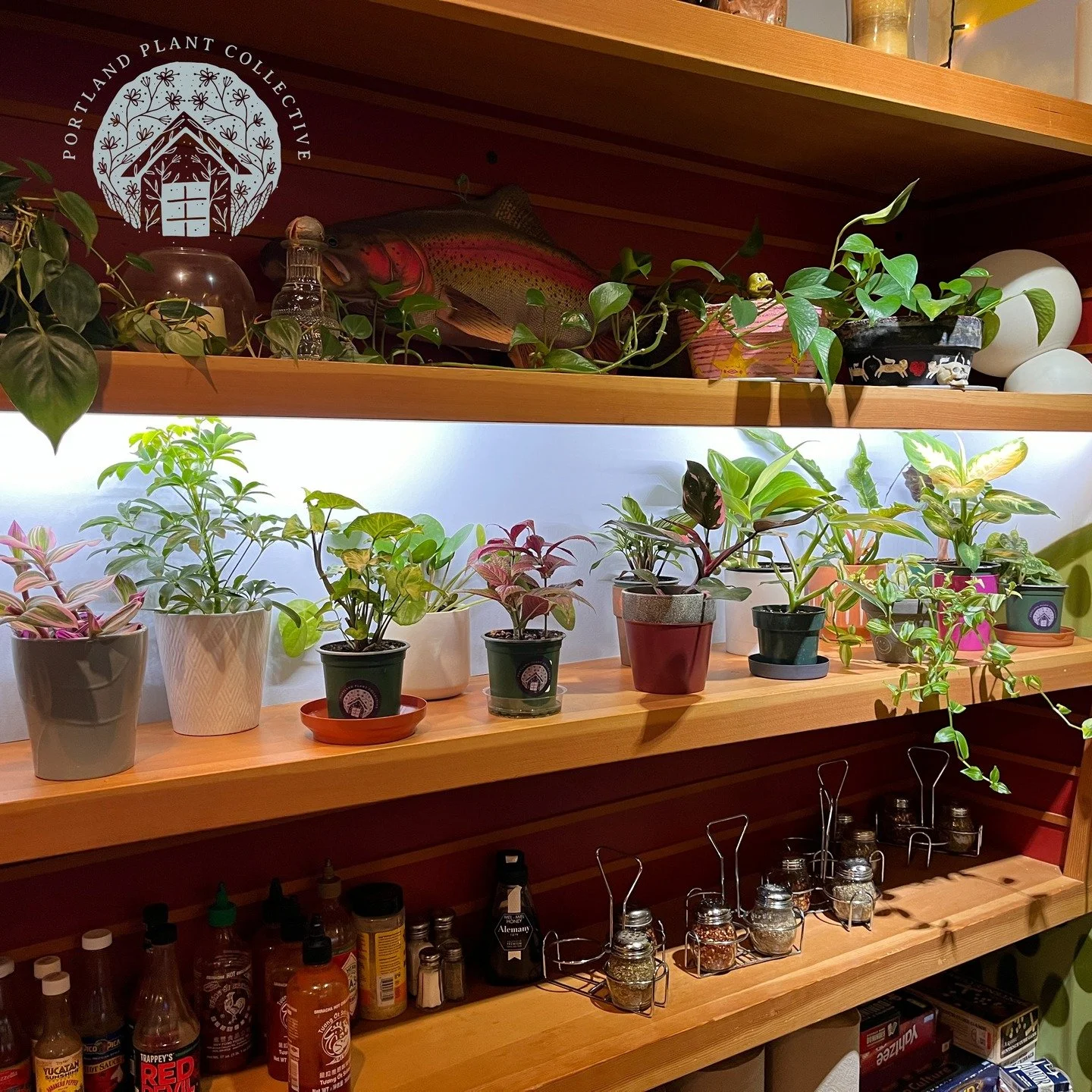 Plants have been restocked over at Blind Onion Pizza! Get a slice and plant. We have new plants coming next week! Some exciting philodendrons and couple other surprises. 

The Blind Onion Pizza
📍 6031 SE Belmont St. Portland,OR 97215

If you are int