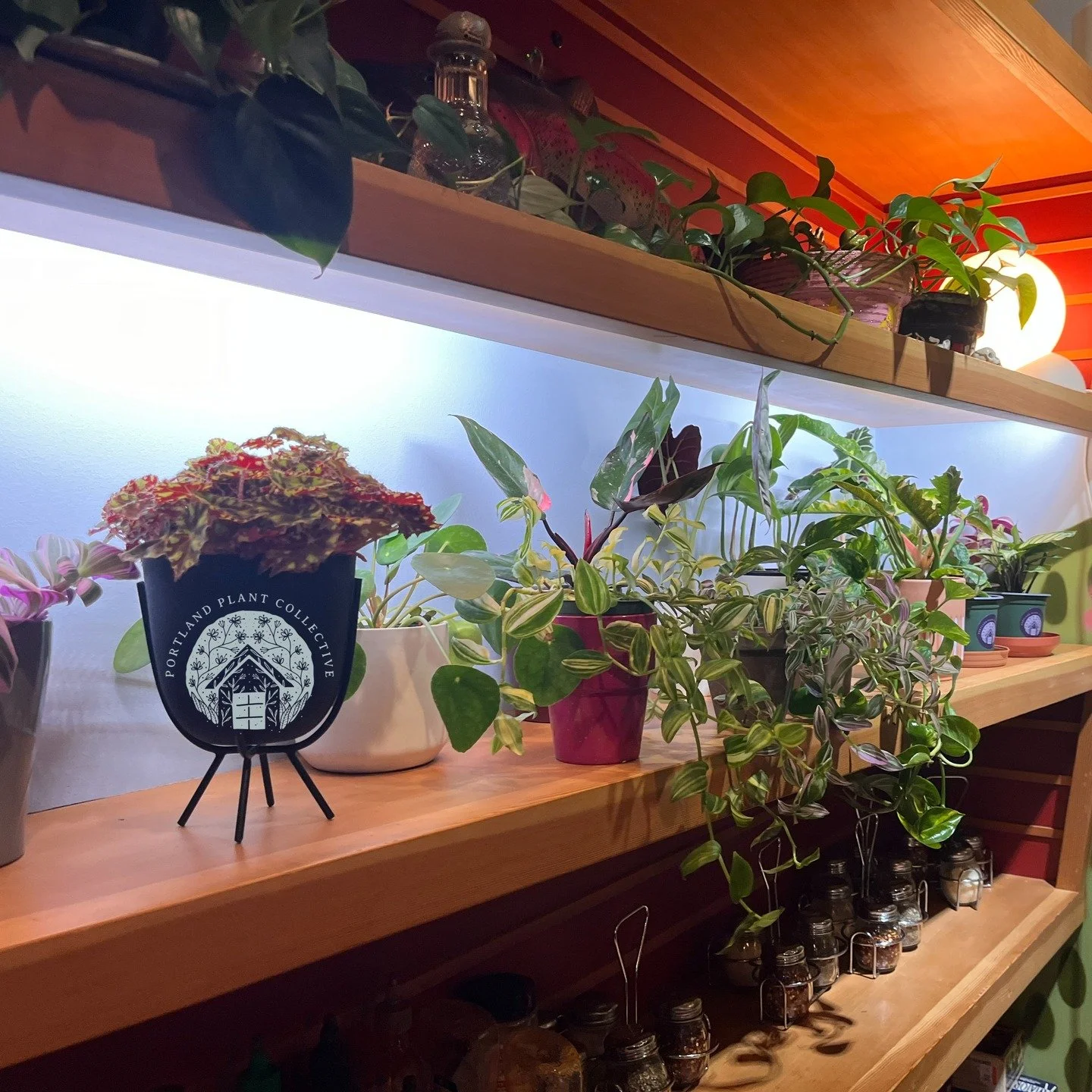 Hey! We partnered with Blind Onion Pizza to sell plants from their shelves. Come get a 🍕slice and a 🌿plant! 

If you are interested in a collaboration and adding more life to your business or space reach out to us or if you just need help designing